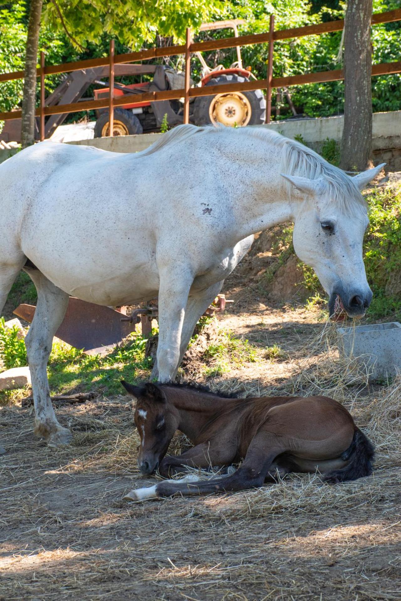 Il Ranch Country House B&B