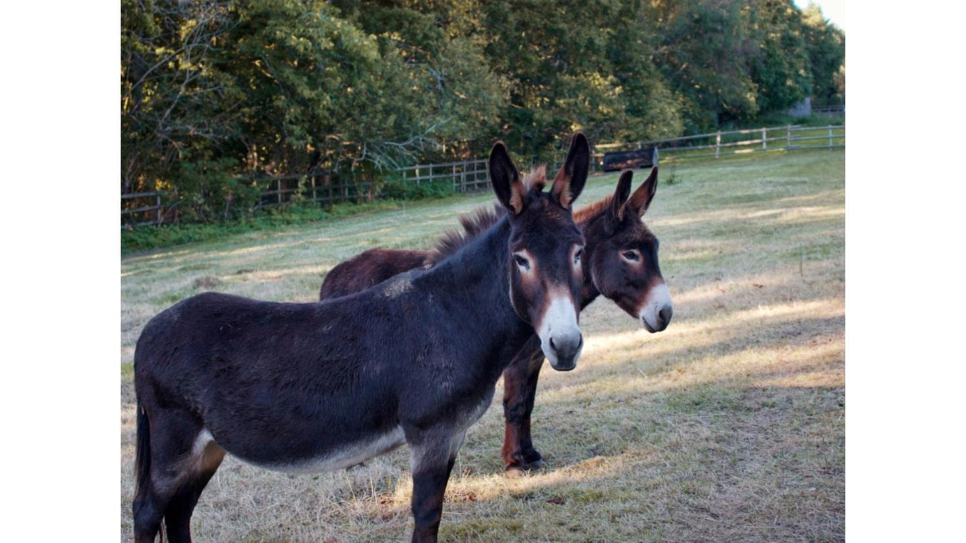 Sugar Hut by Tiny Away