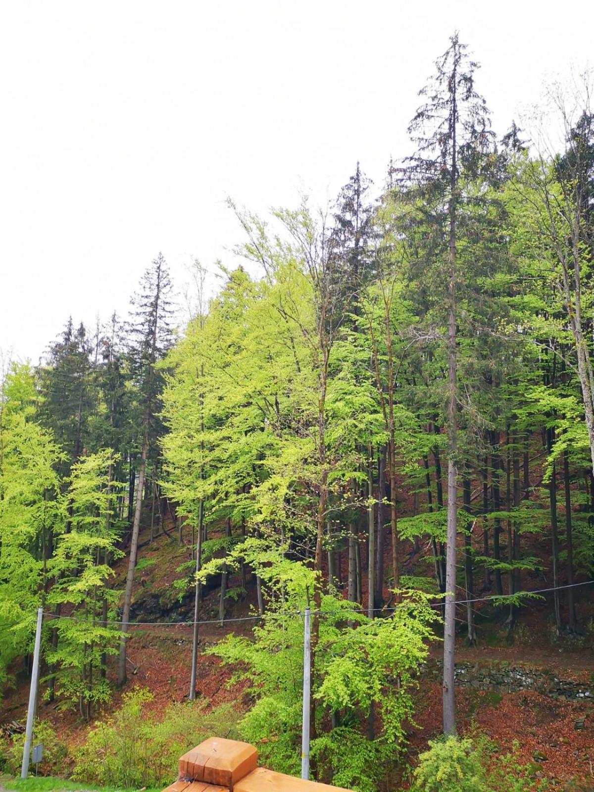 Triple Room with Terrace