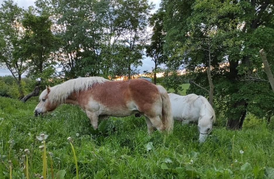 Zemědělská Usedlost Albrechtice