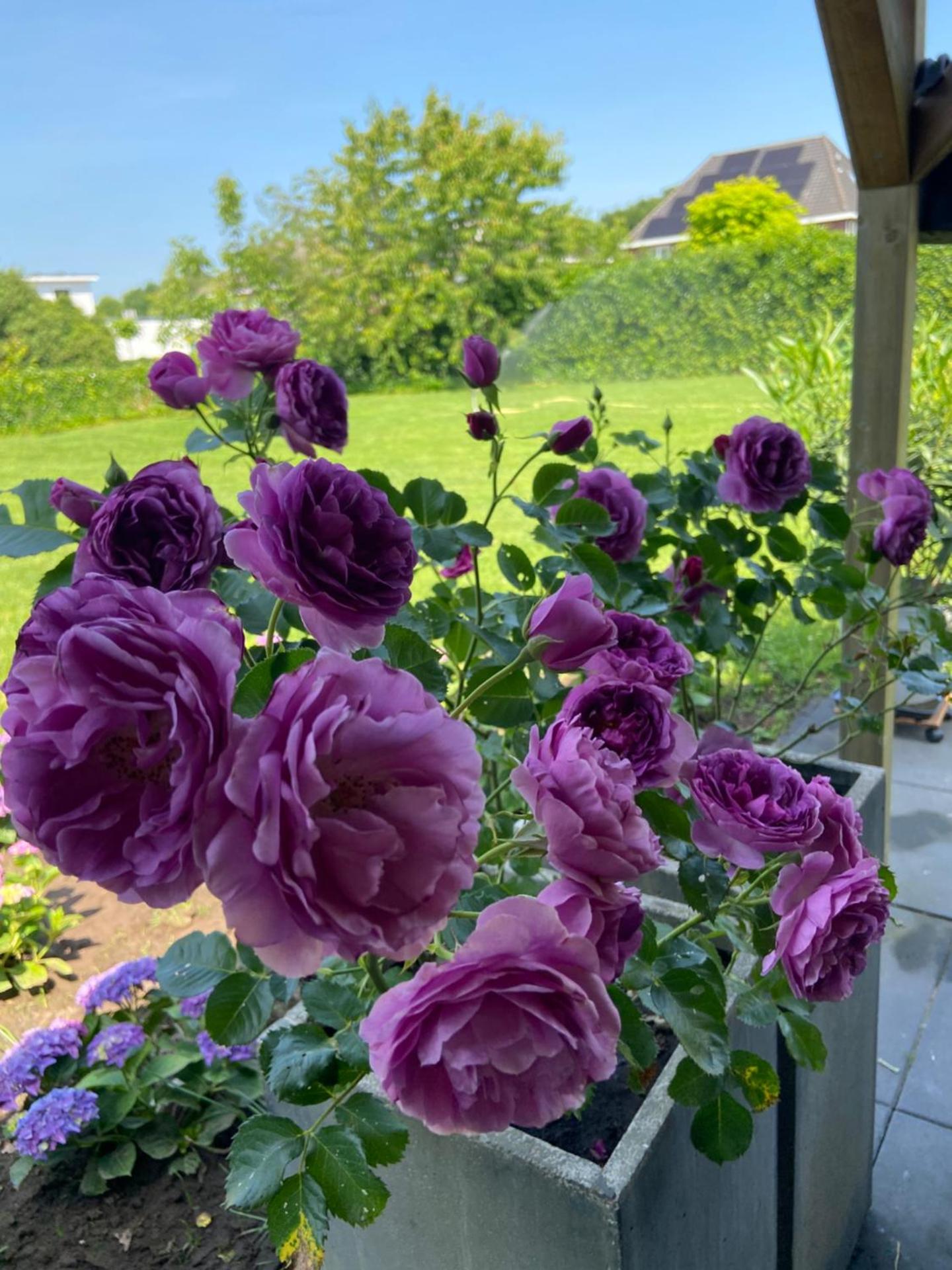 B&B nancy in holland met eigen badkamer , Jacuzzi niet inclusief , independent bathroom jacuzzi not included