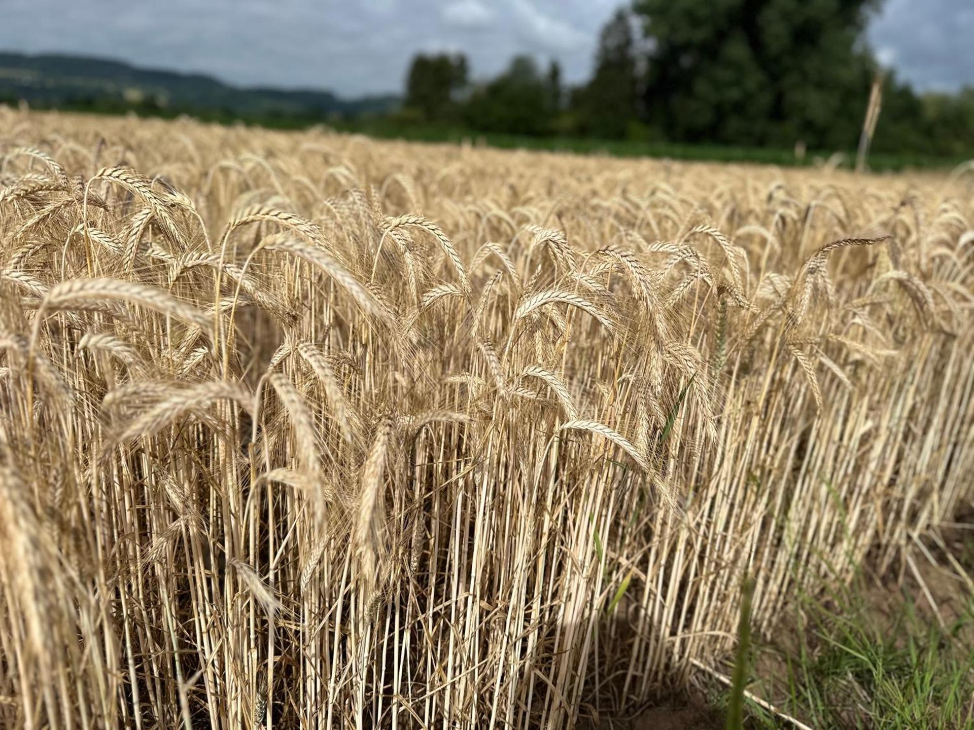 FerienWohnung Gästehaus Merzig-Besseringen NEUBAU