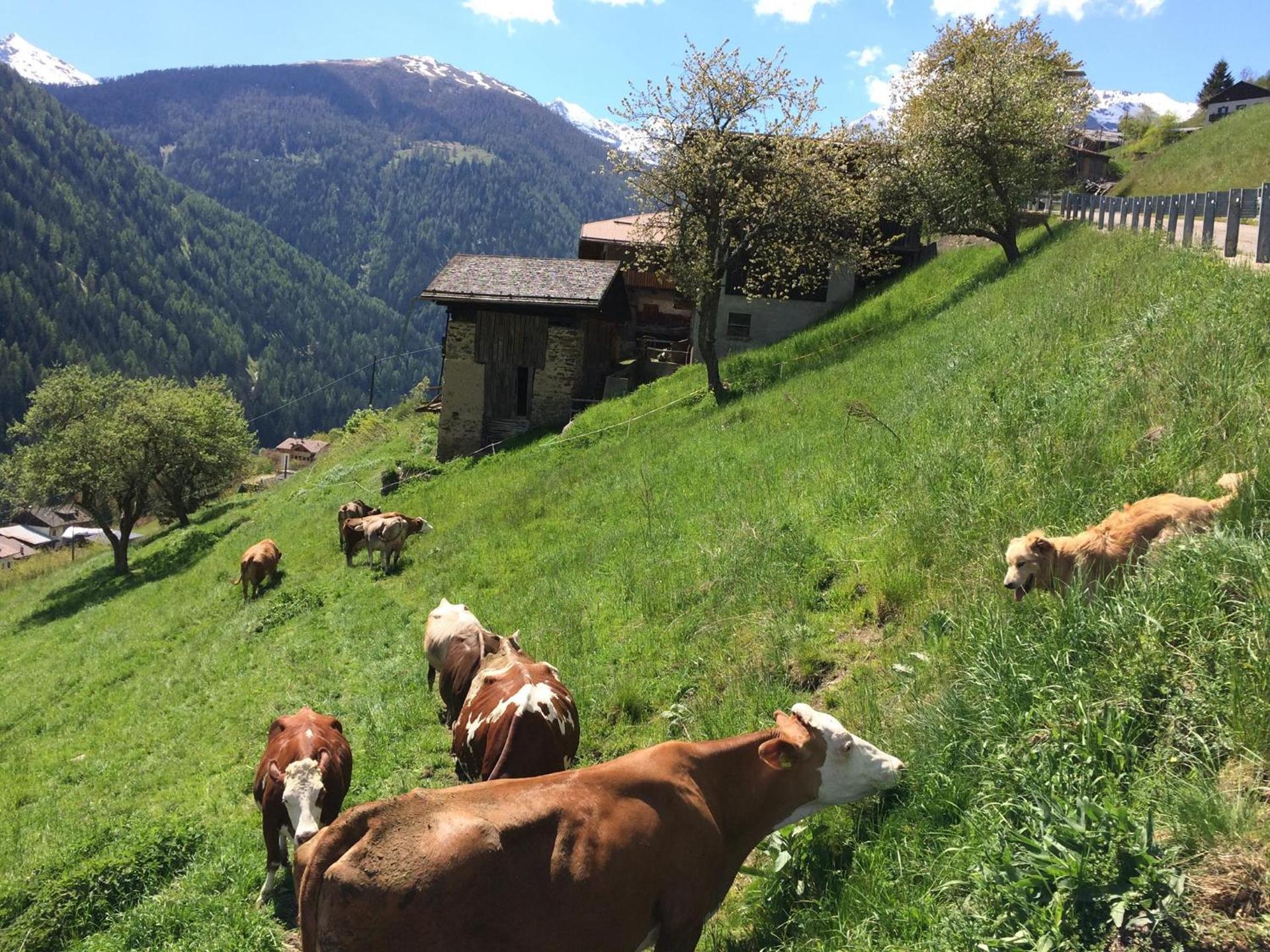 Agritur Maso Ciprianna B&B