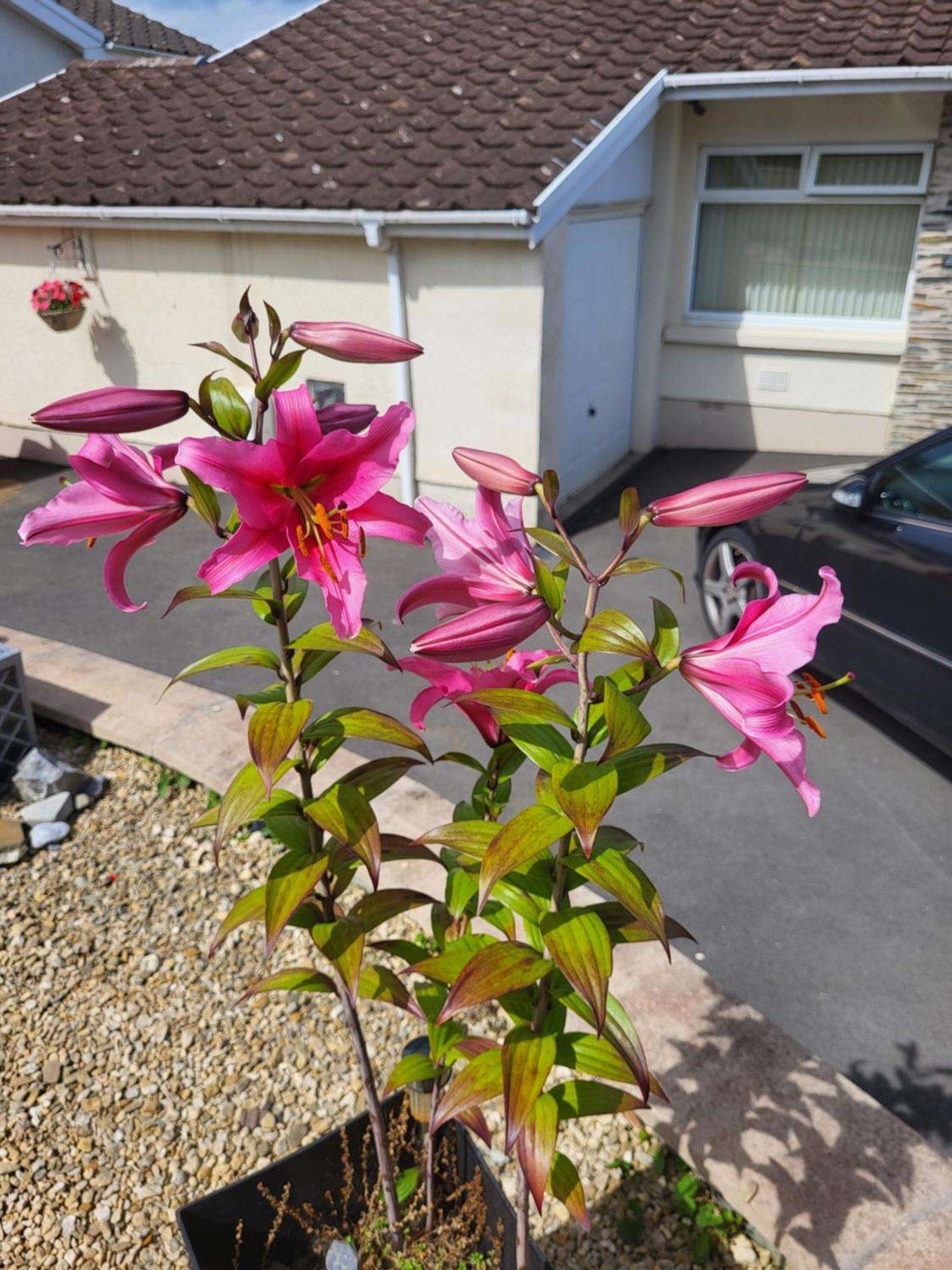 Shalom, in Saundersfoot, near the sea