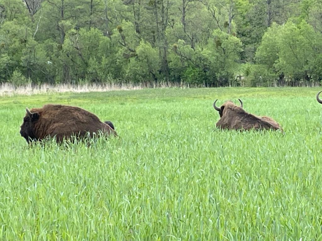 Siedlisko Jaskółka - Puszcza Białowieska