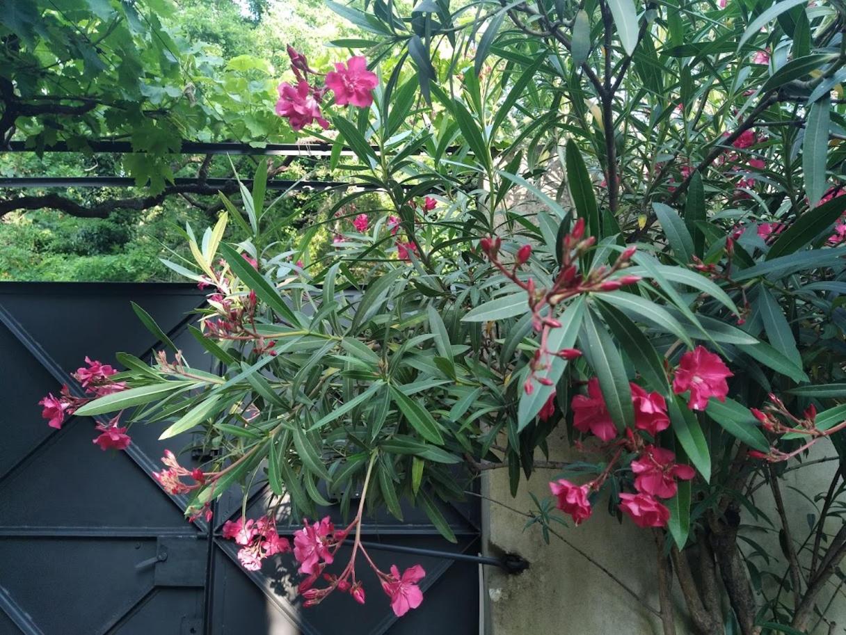 Inner courtyard view