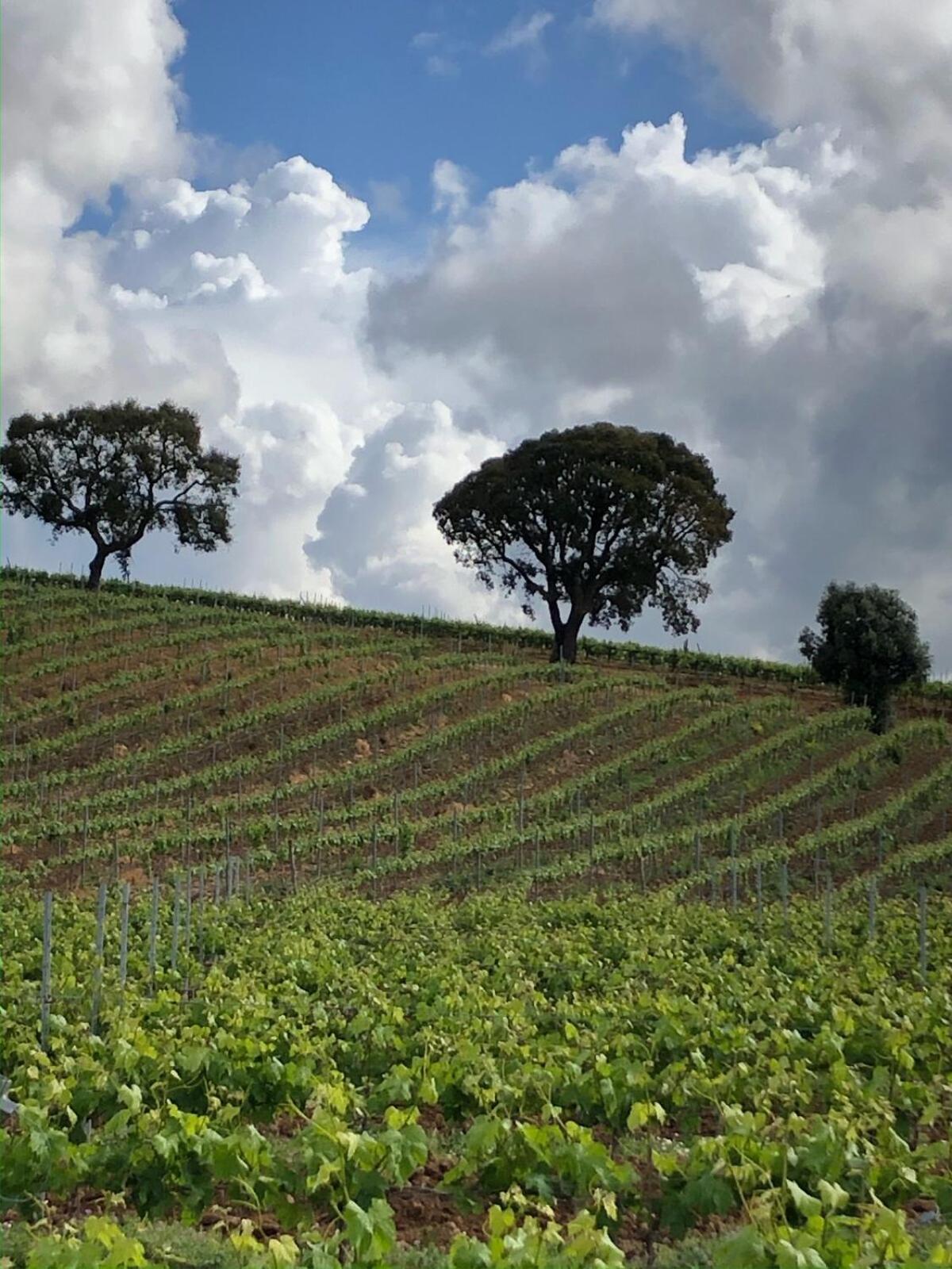 Casa Martins Country Apt 3 - Private parking & WiFi