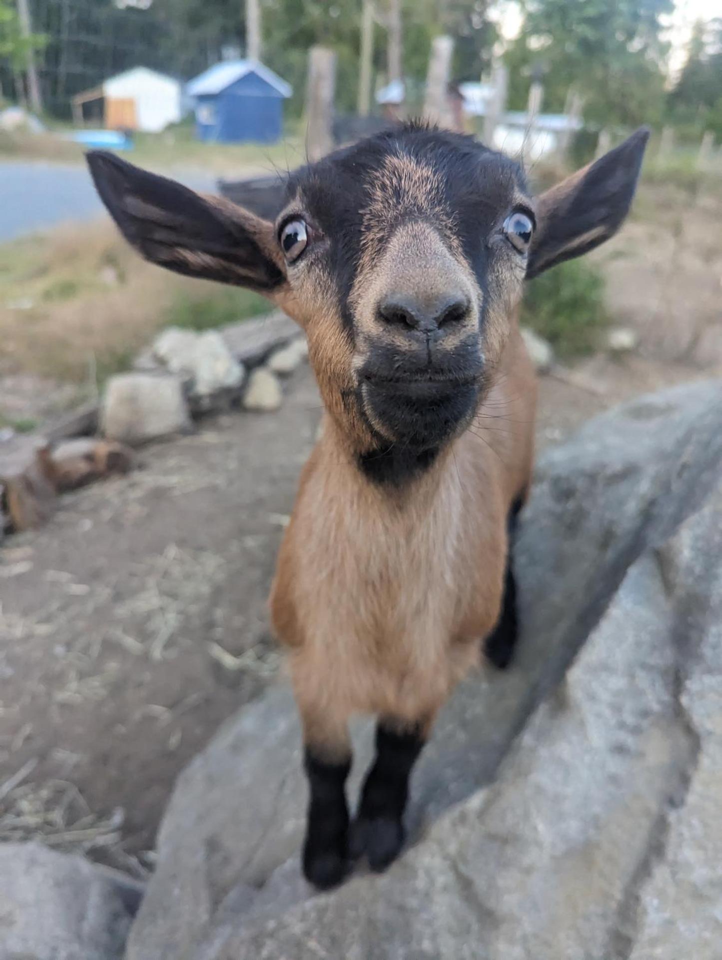 Farmhouse cabin on 33 acre farm