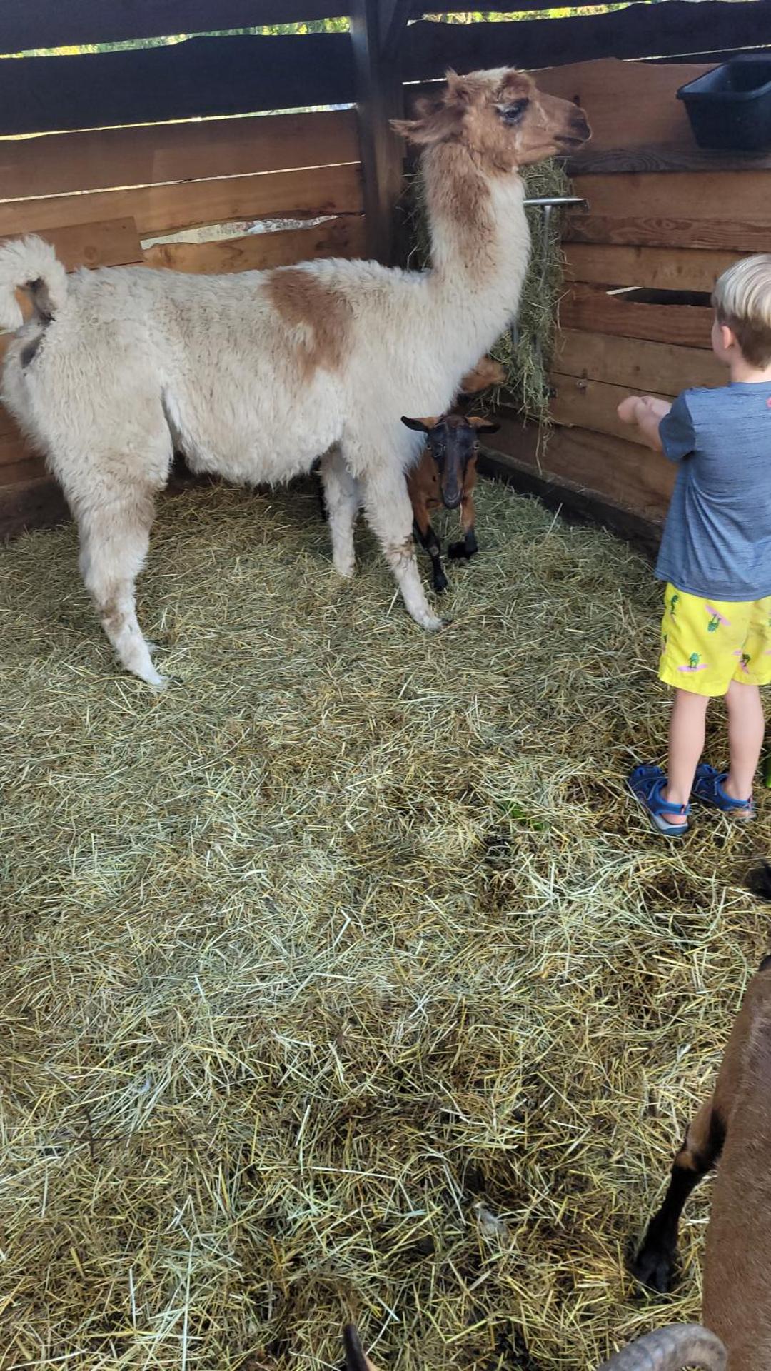 Farmhouse cabin on 33 acre farm