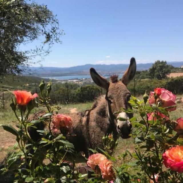 Stazzo Gallurese con vista sul golfo di Olbia