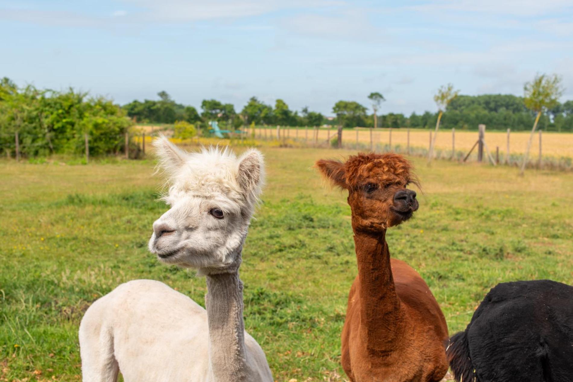 Welcome in - Vakantiewoning Jikkemien met terras, vrij uitzicht en huisdiervriendelijk