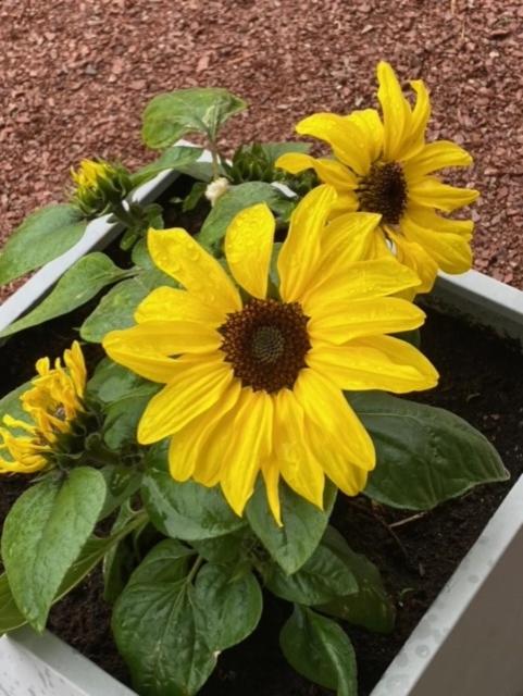 Nära centrum med sjöutsikt -Korsgården