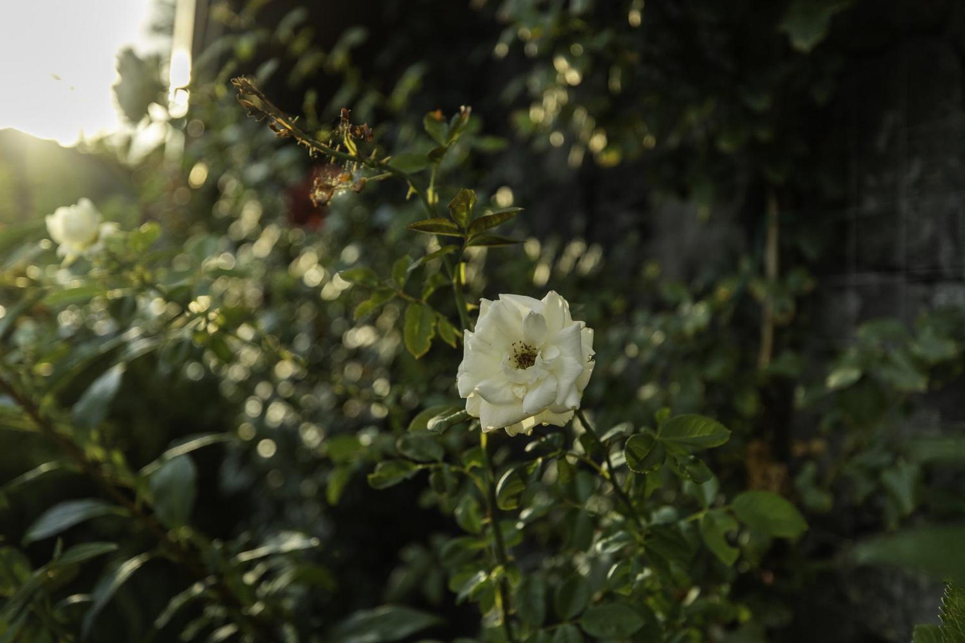 Casetta delle Rose sull'etna