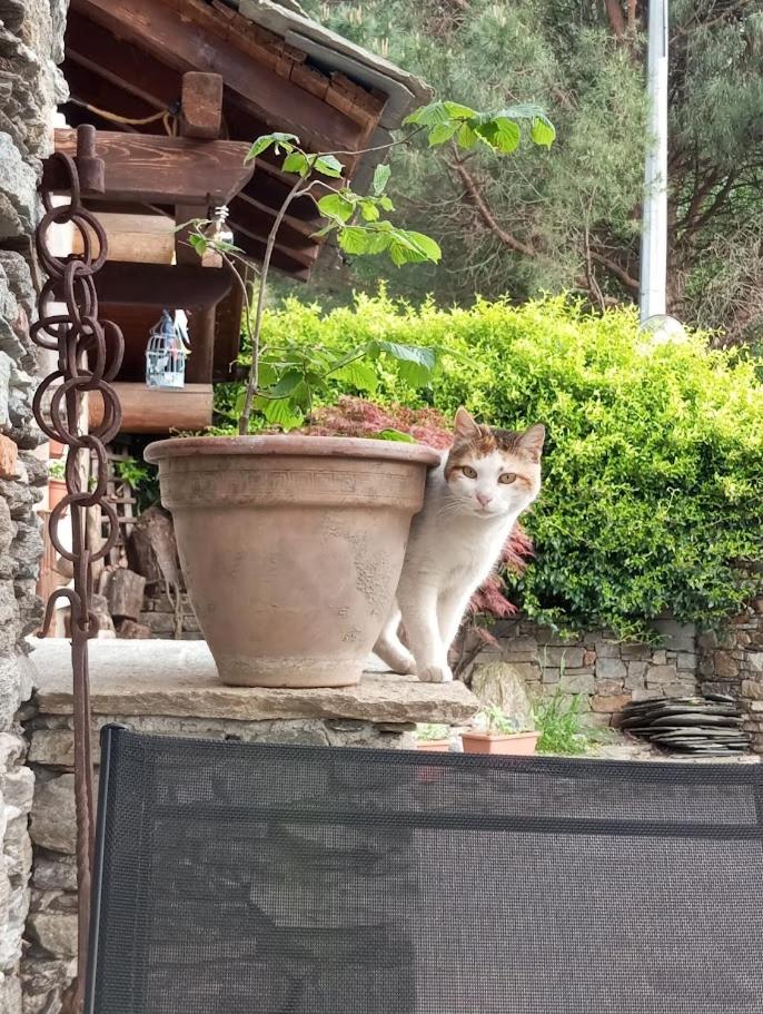 ROSINA HOUSE e CHALET