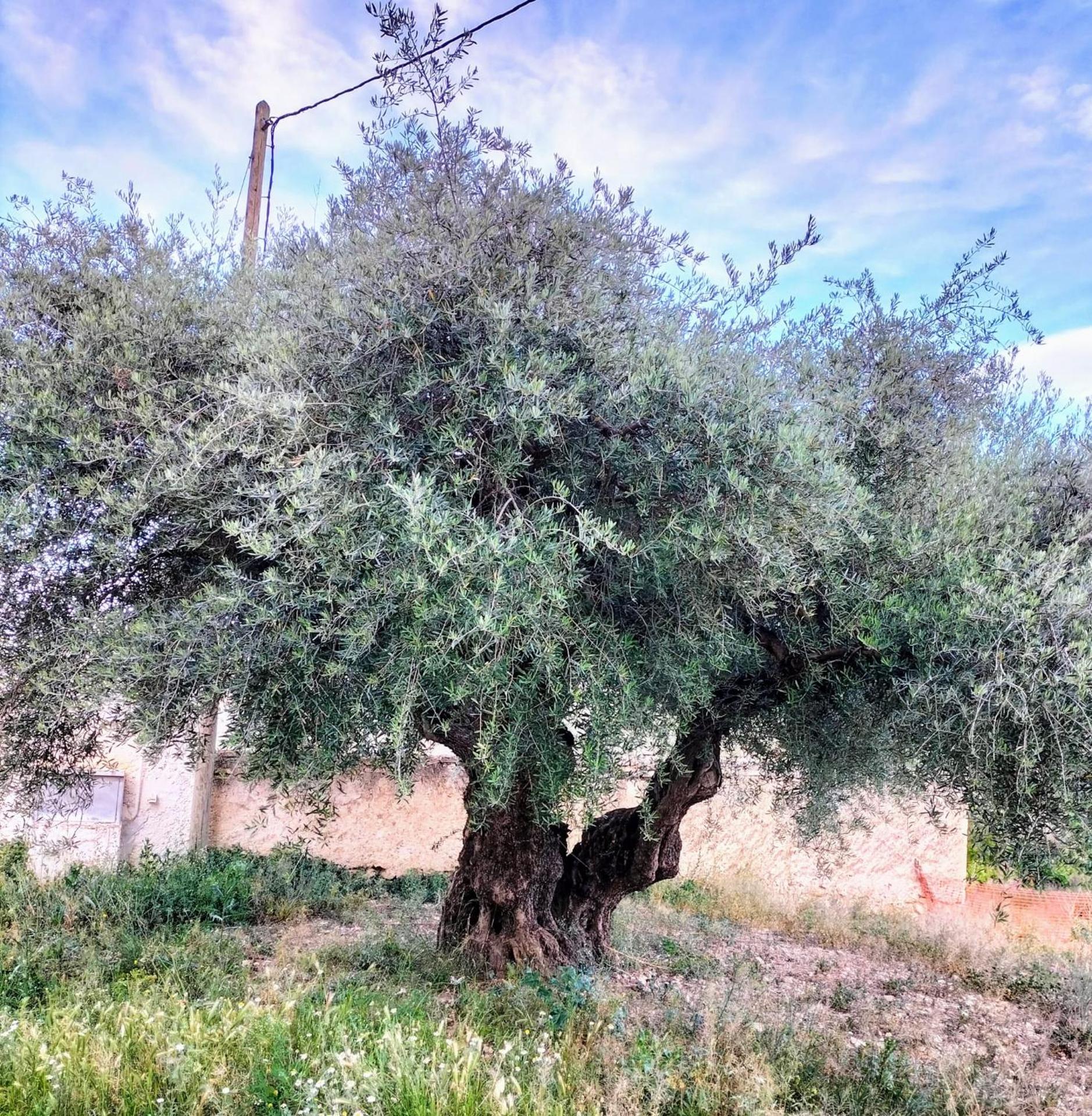 Casas Rurales Mirador del Taibilla
