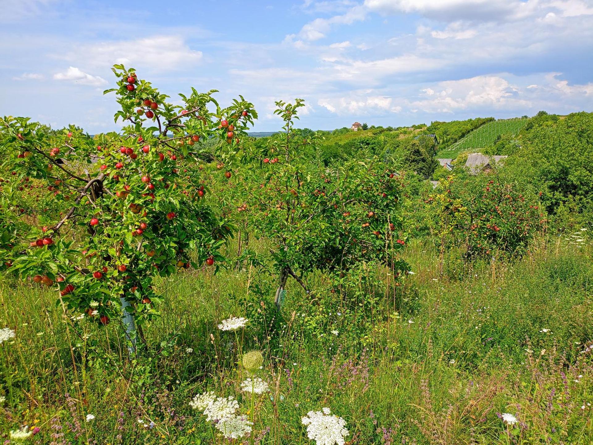 Siedlisko Panorama na Koncu Swiata - Całoroczny domek