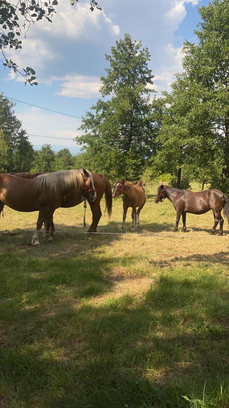 Poiana Creasta Cocosului-Casa Papadie