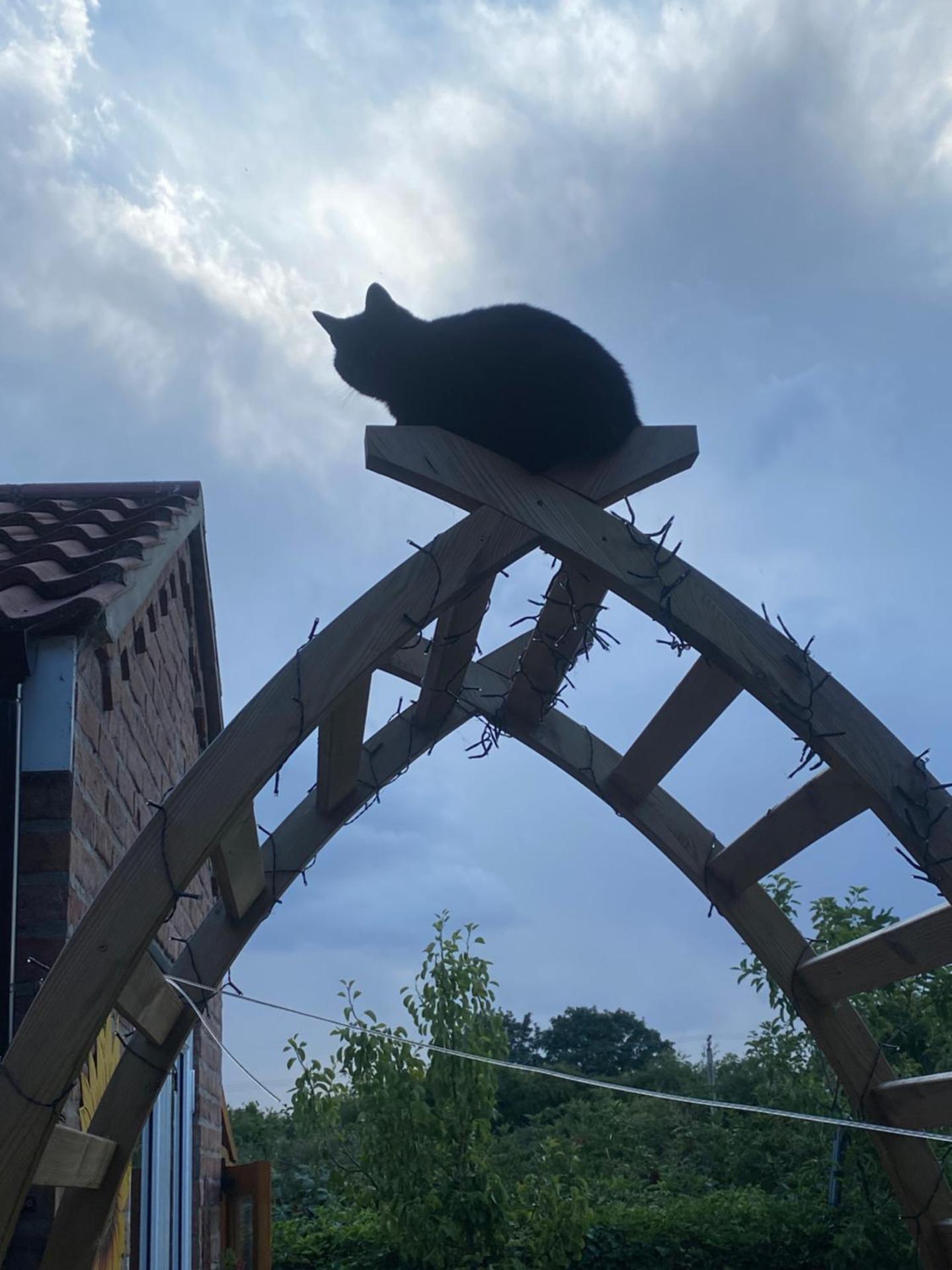 Chez Little Black Cat