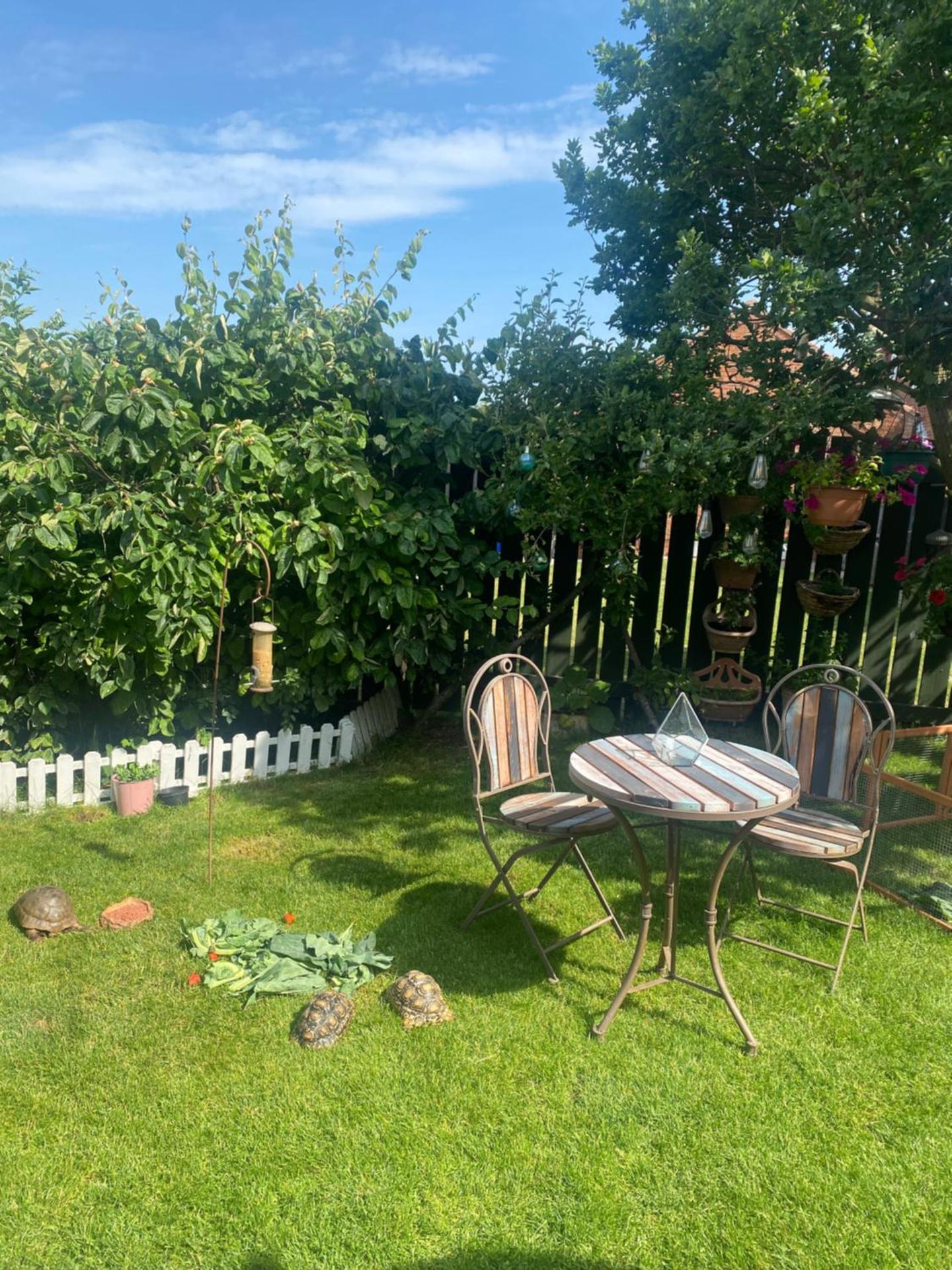 Chez Little Black Cat