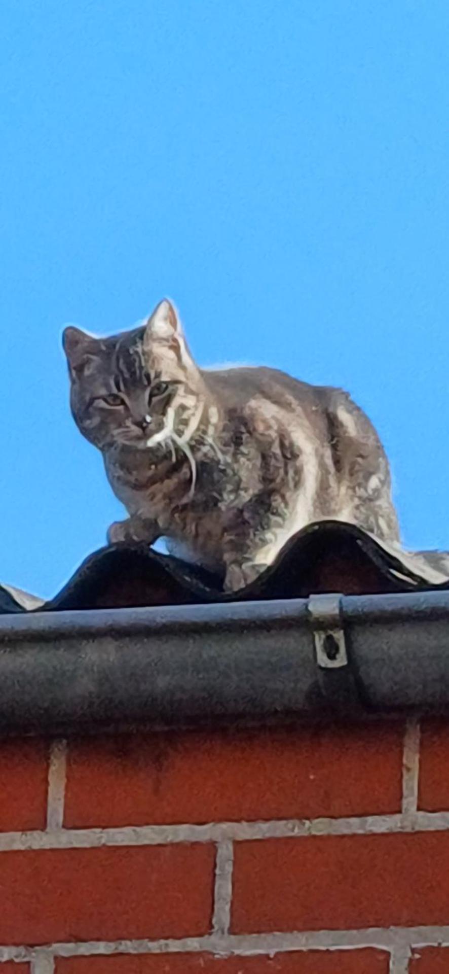 't Zuden van Aertrycke