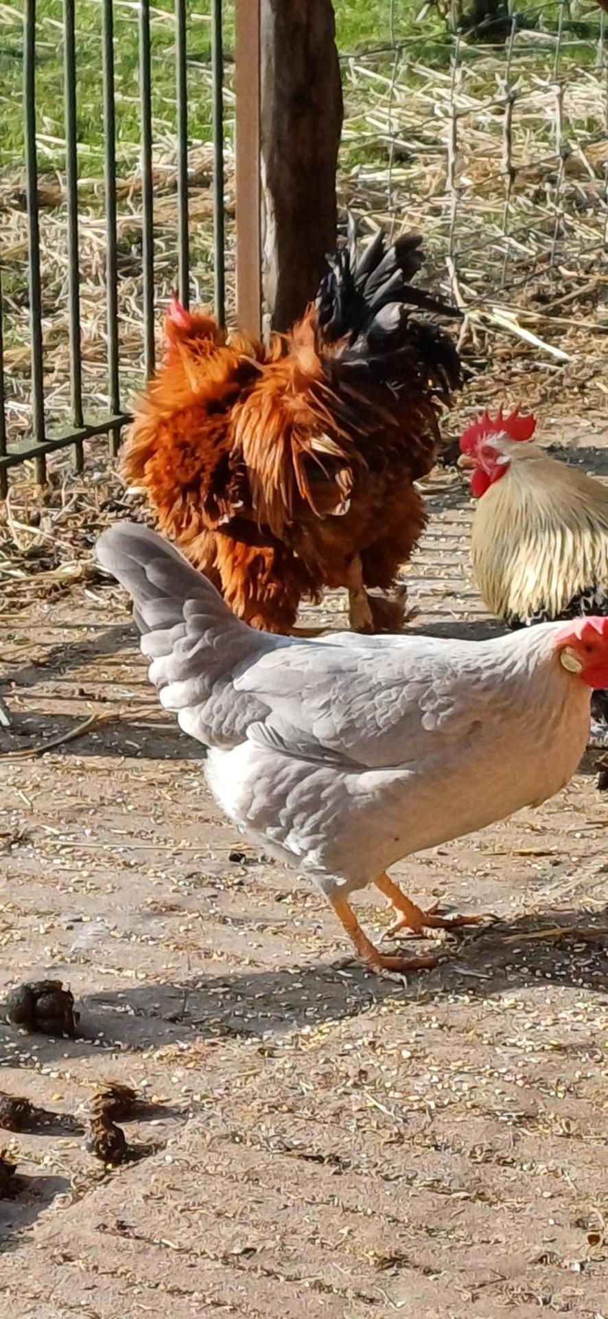 't Zuden van Aertrycke