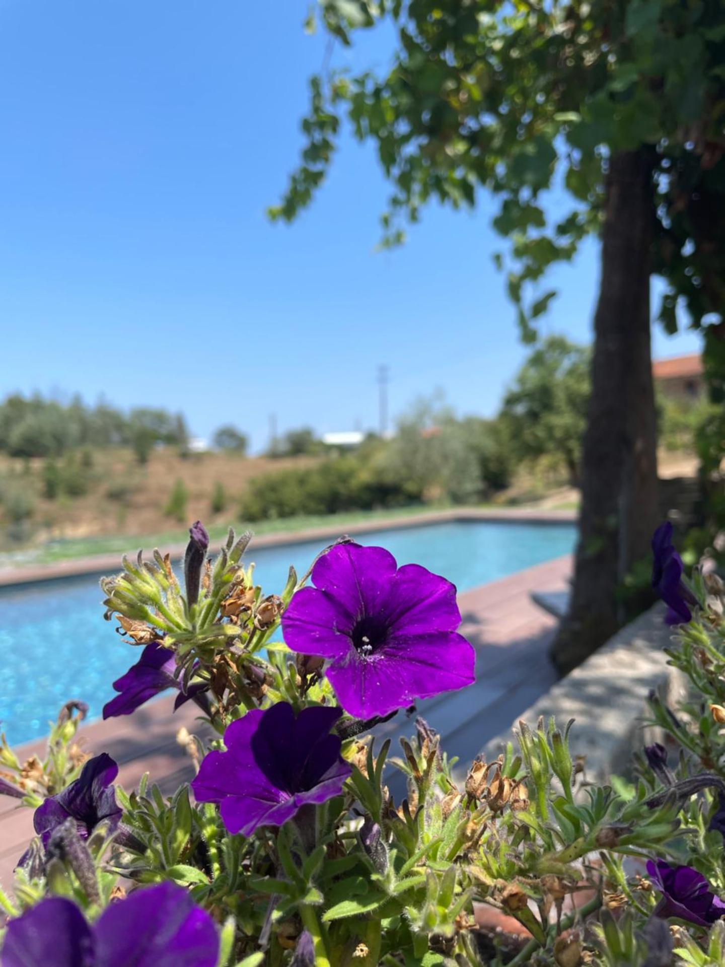 Vale das Maias - Casa de Campo