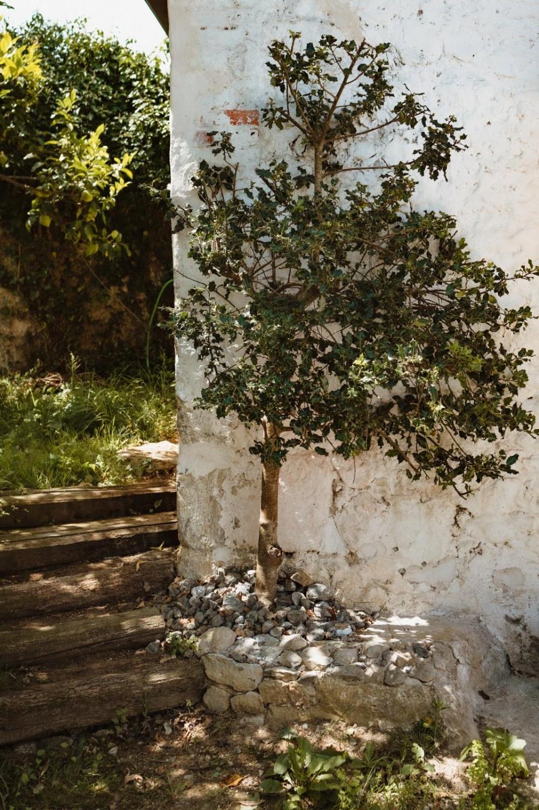 La casa de los árboles