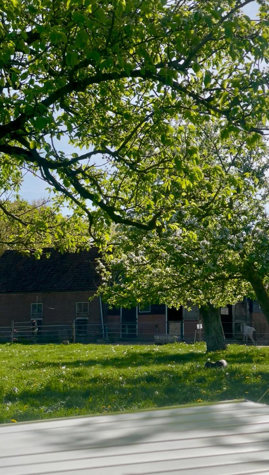 Cute little caravan for 2 in old orchard