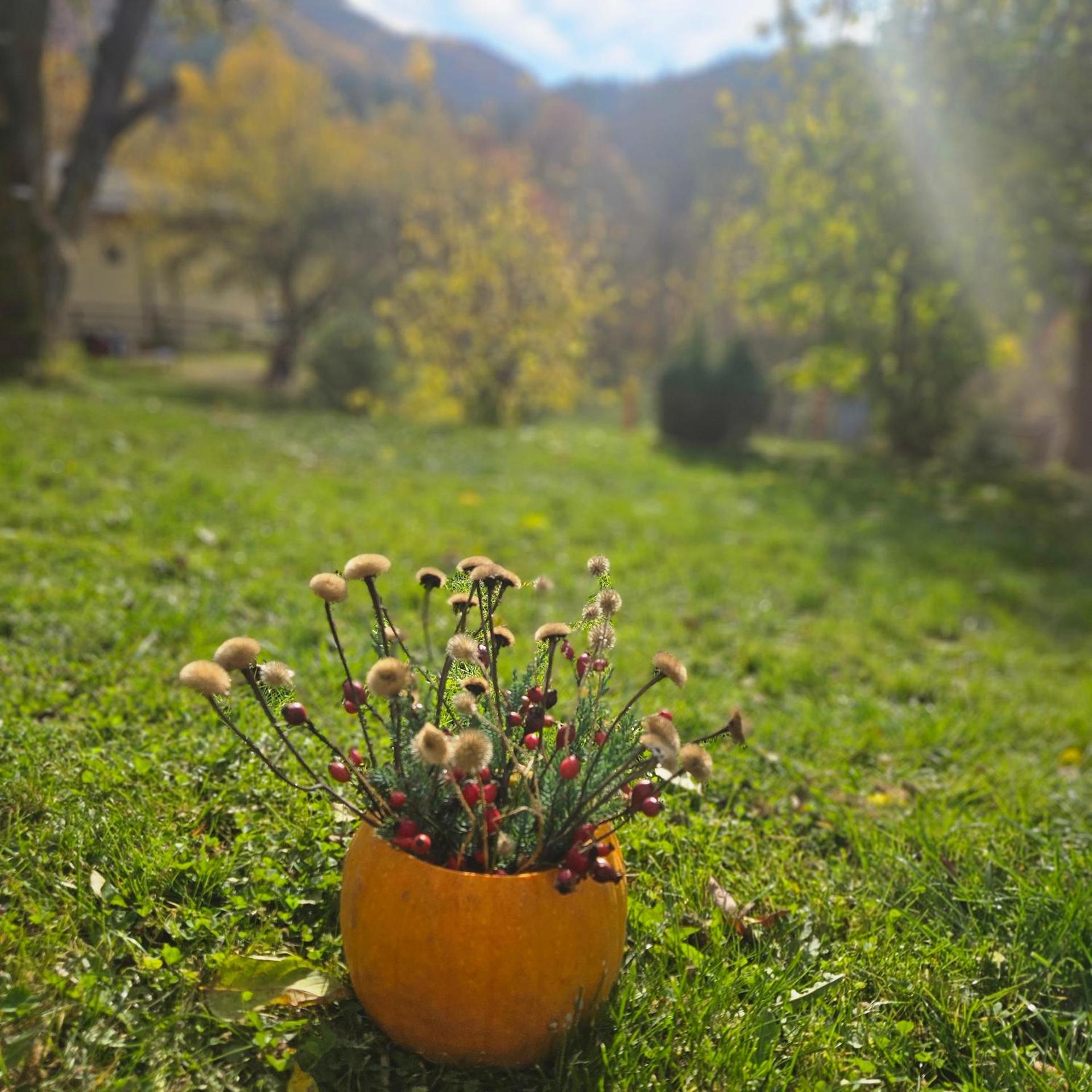 Forest House Doftana