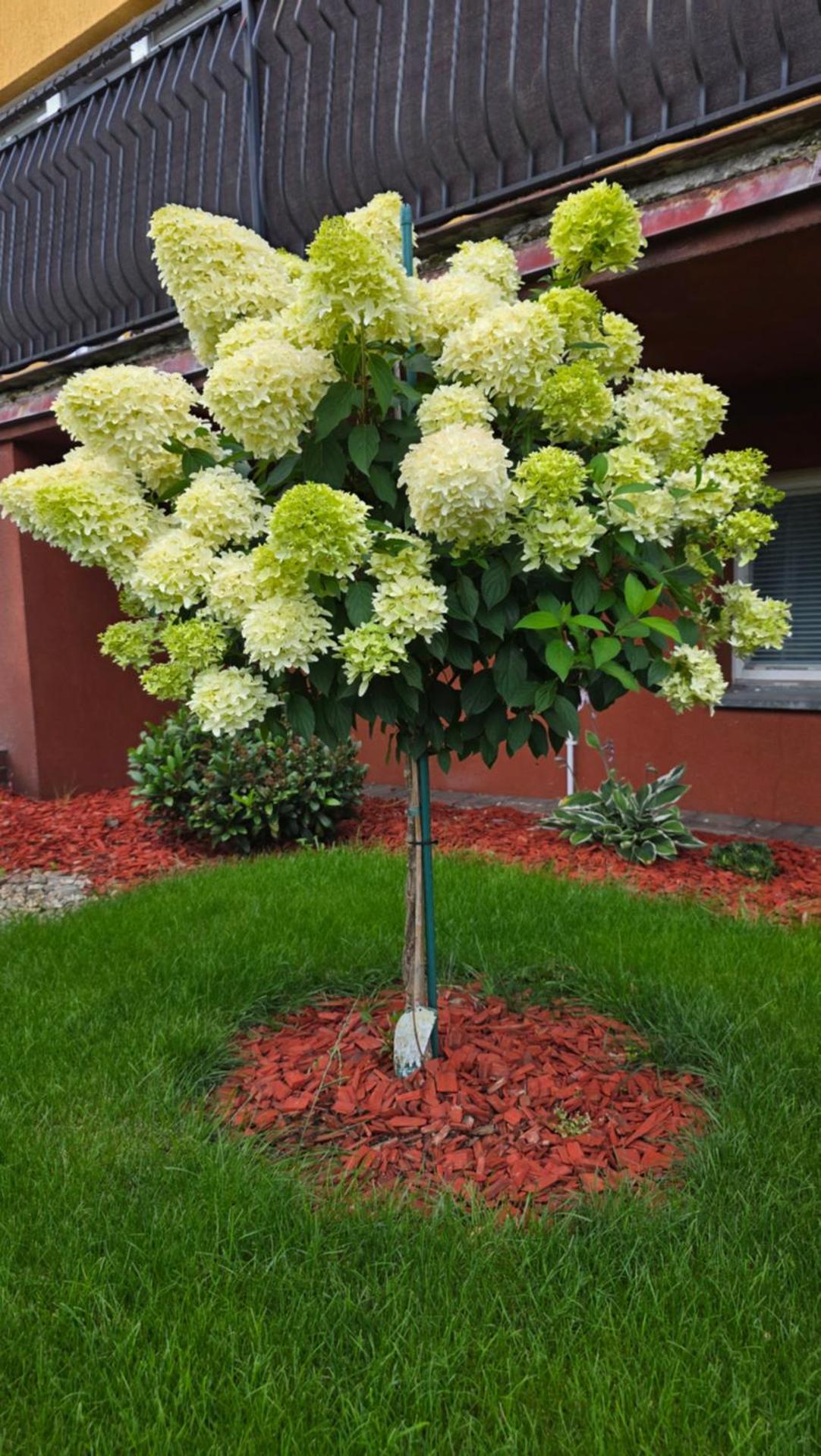 Apartament na Gryfa 8