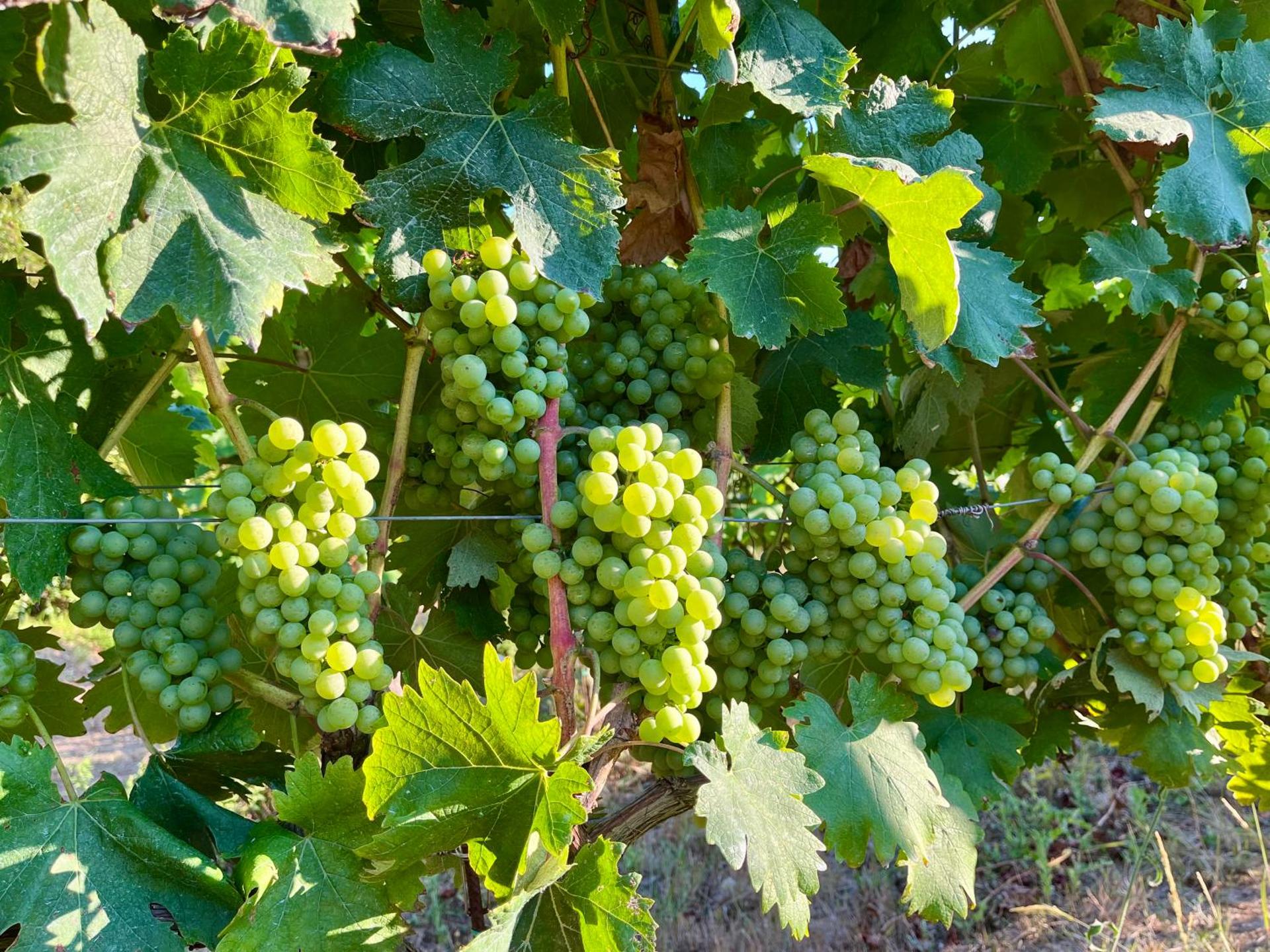 Agriturismo Il Molino