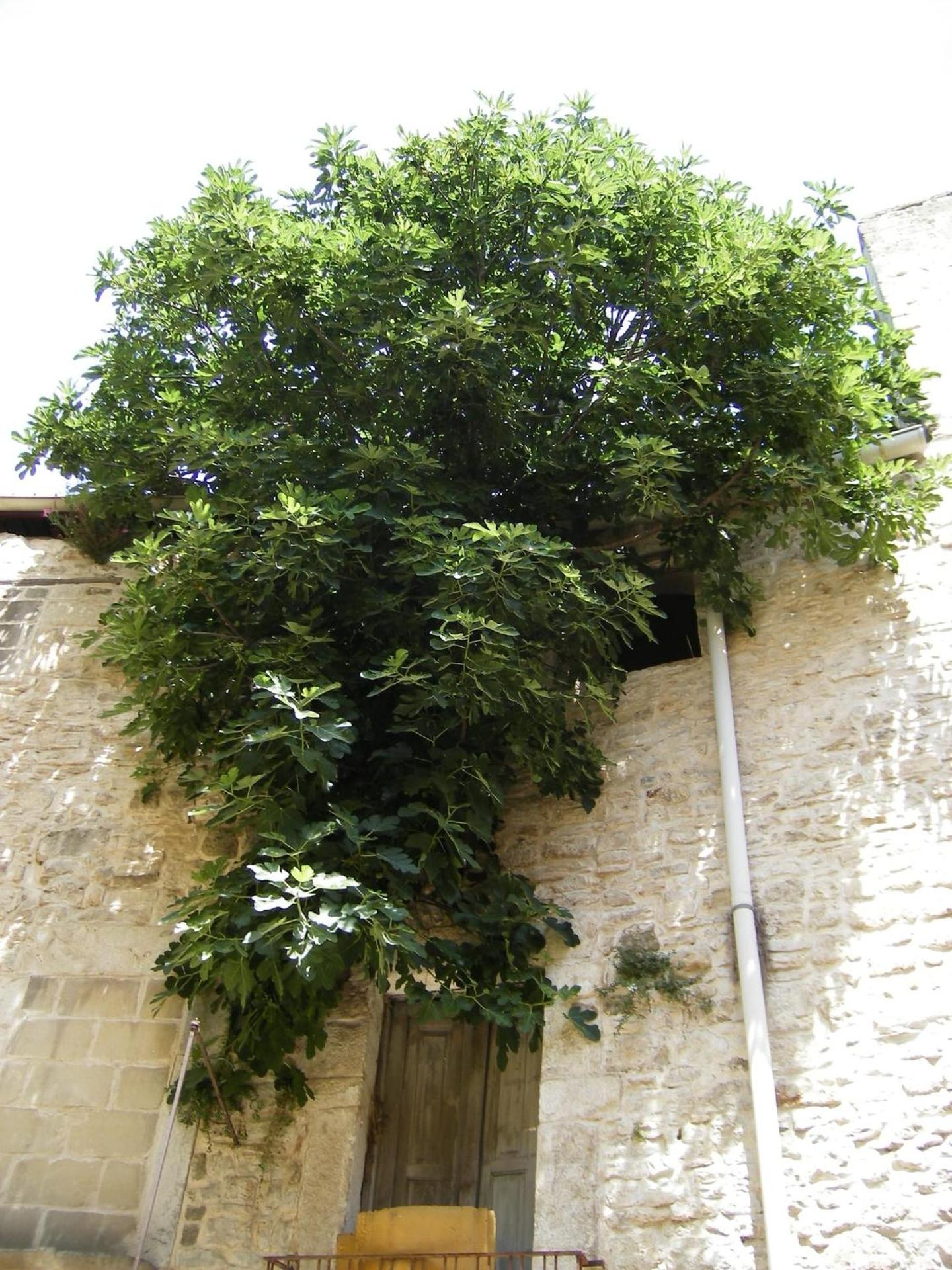 Palazzo Rizzi Dimora dei Templari