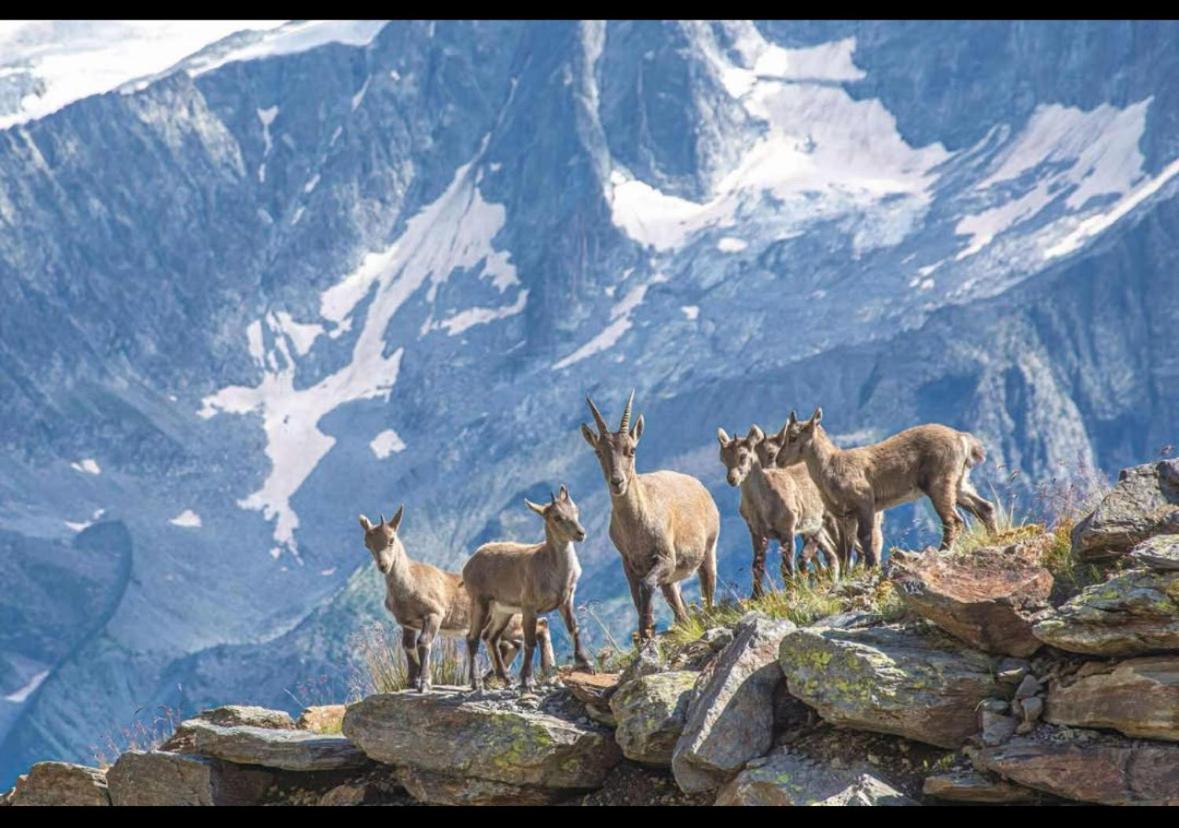 Elegance Mountain Edolo Ponte di Legno