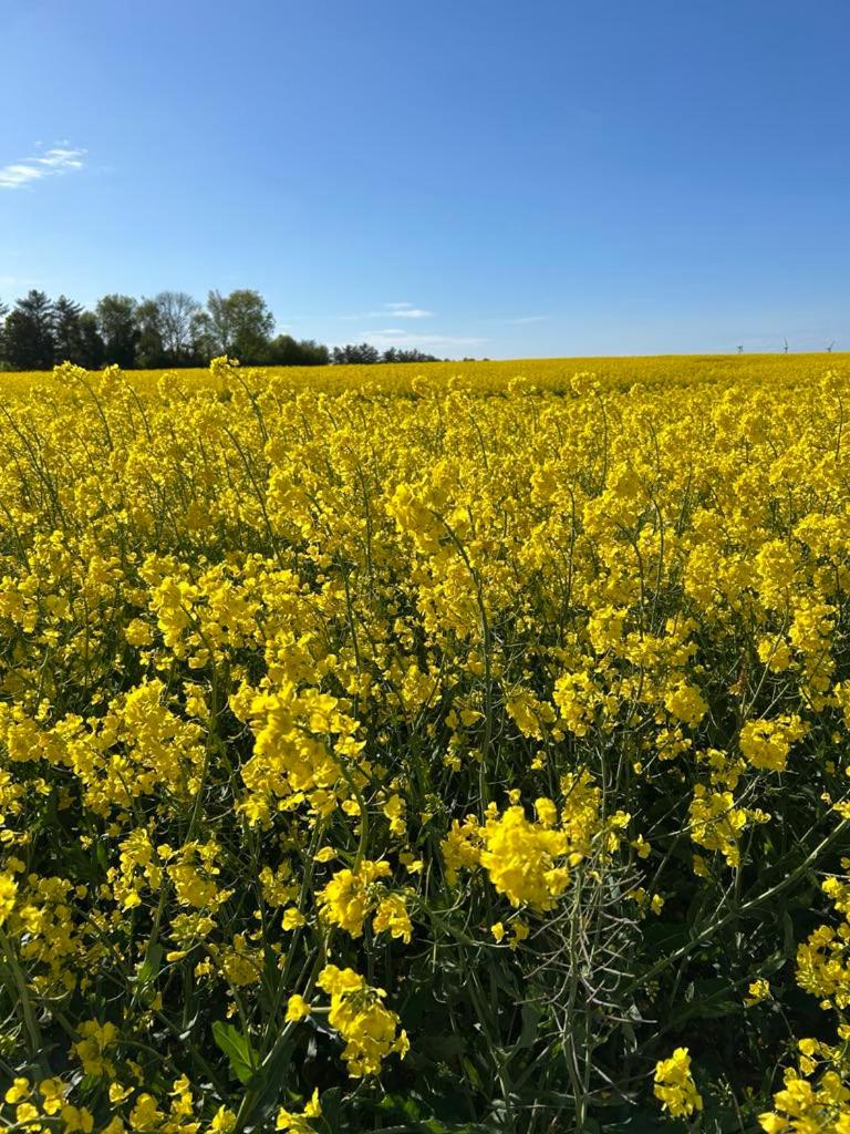 Lykkeholms Bella Vista