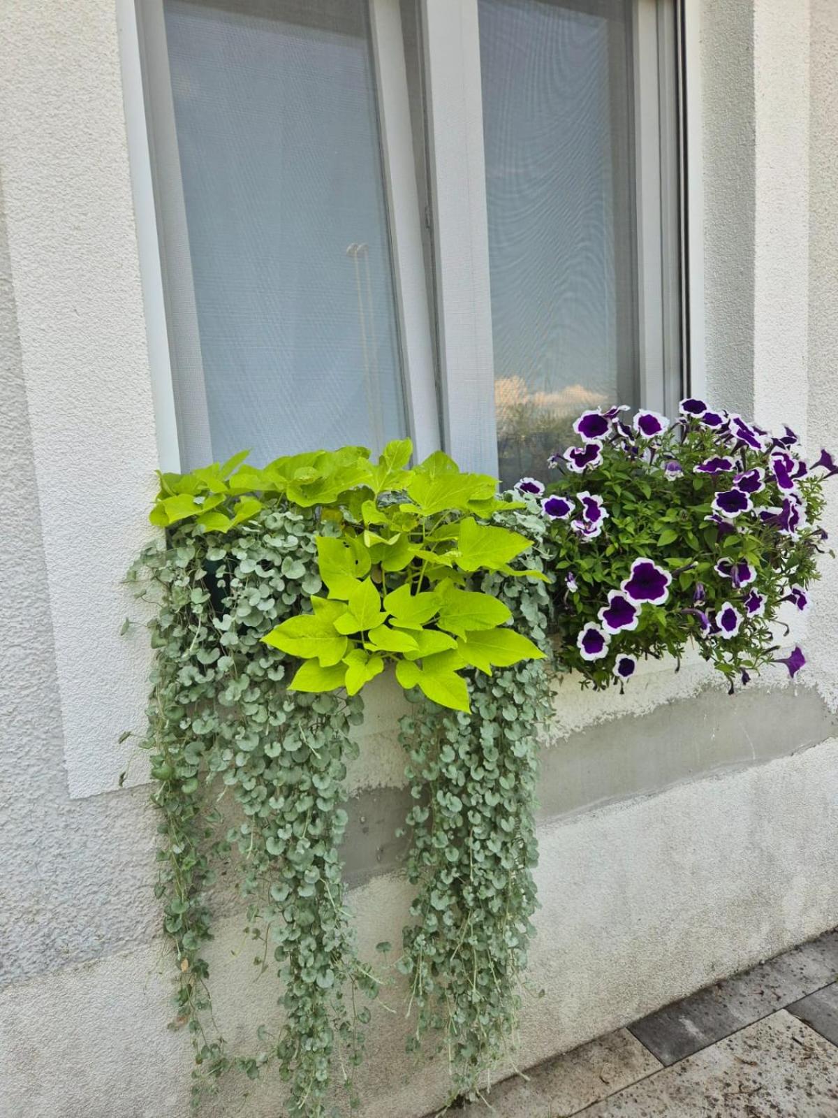 Apartment Ksenija 2 rooms, 55m2 brand-new