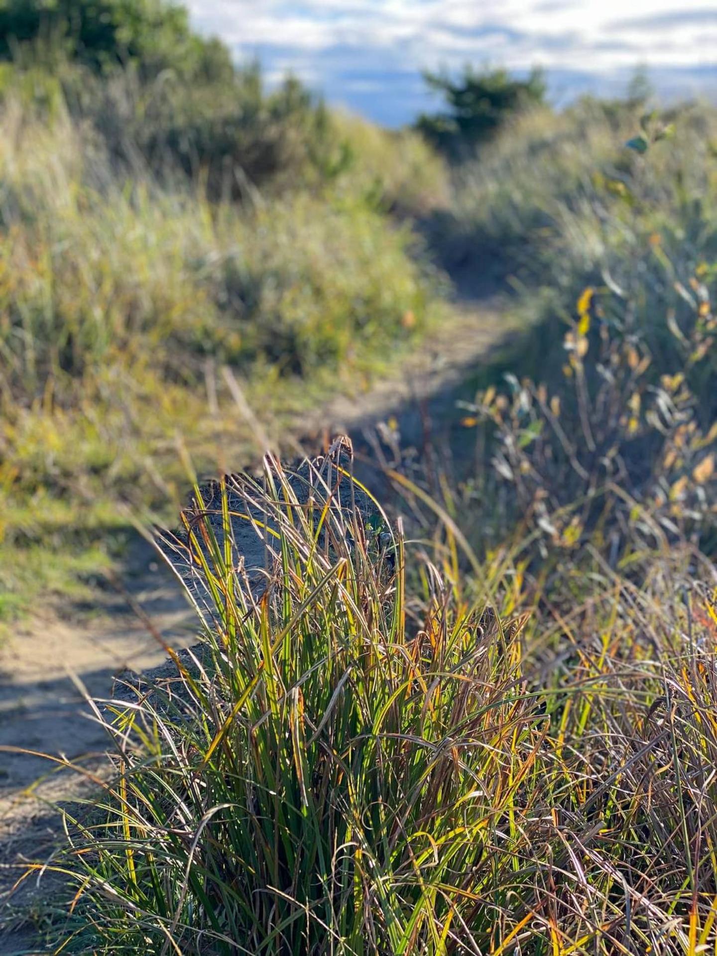 Tidal House #10 - Ocean Shores Chalet