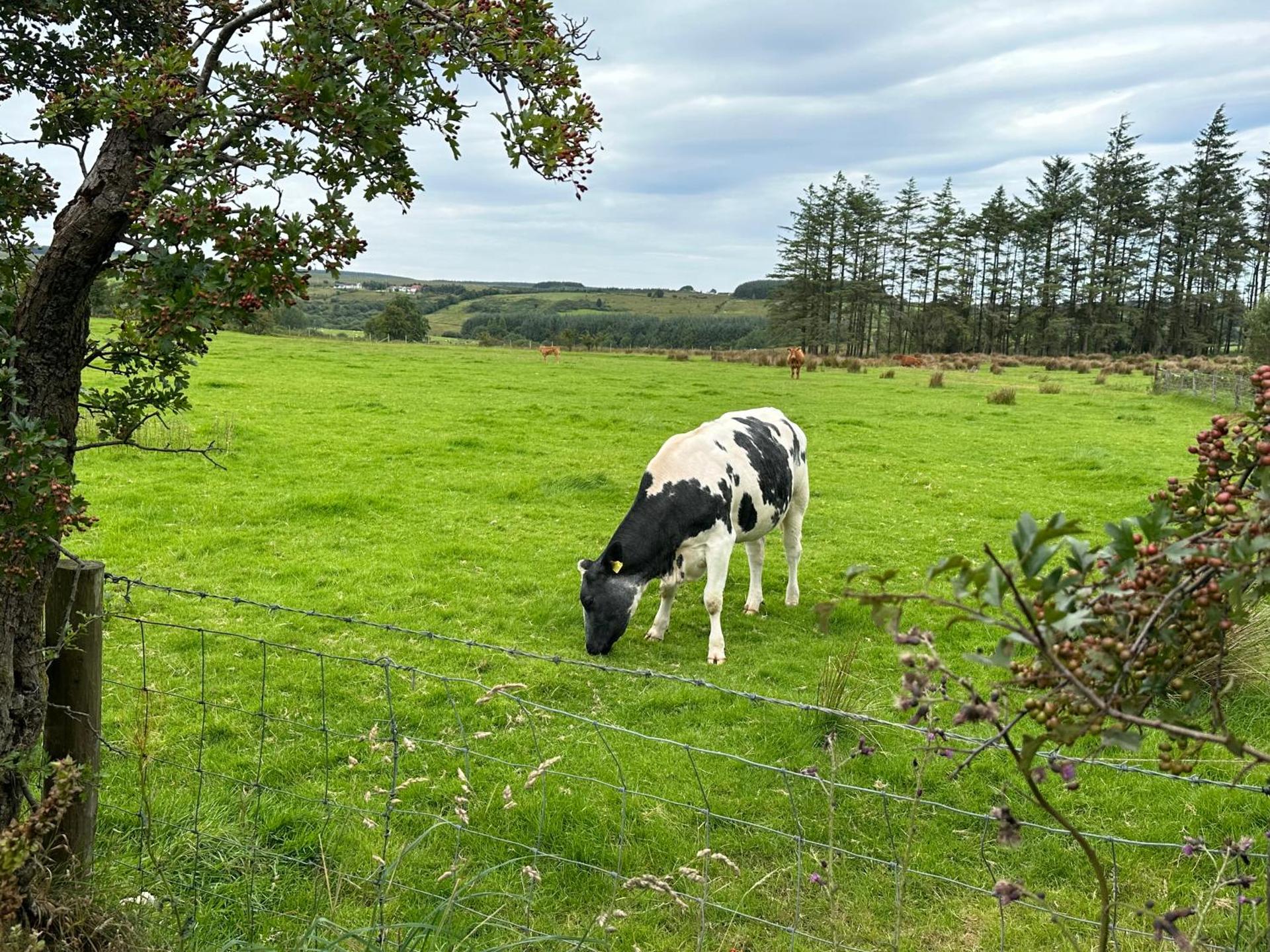 The Truck with private hot tub - Forest View
