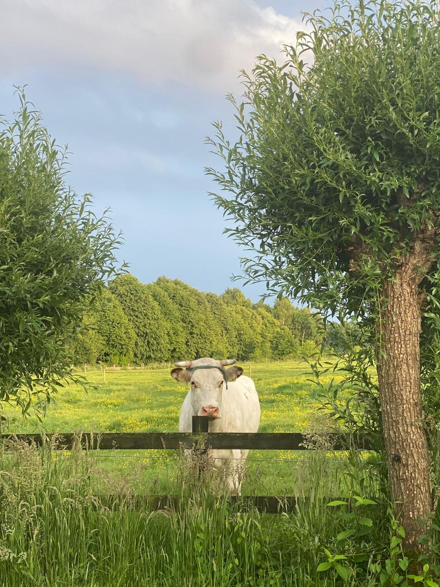 Veluwse boerderij beleving - Hoeve Meijer