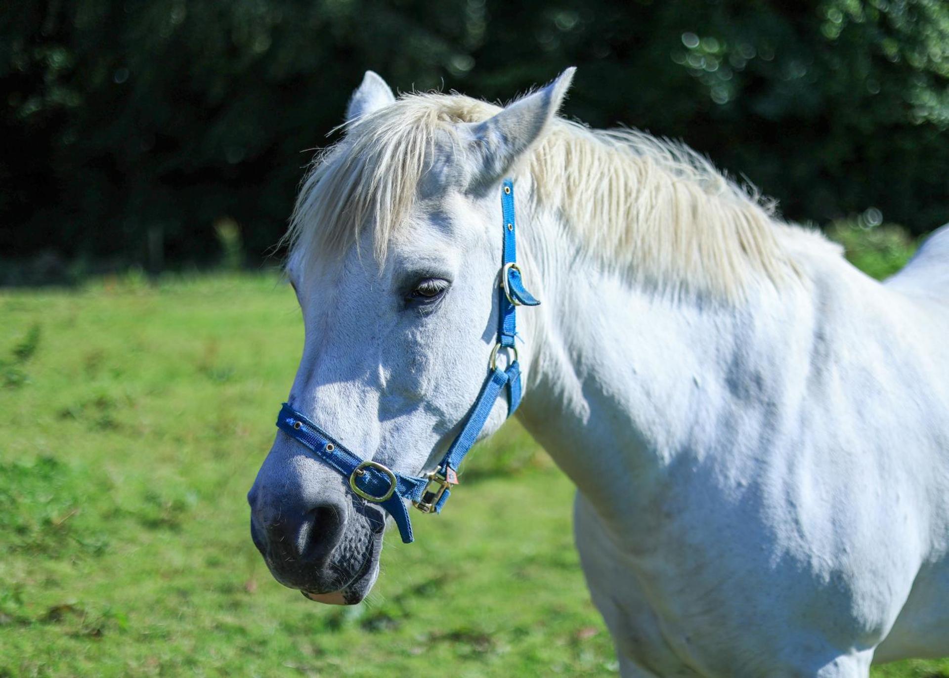 Rathescar Grove Guest House
