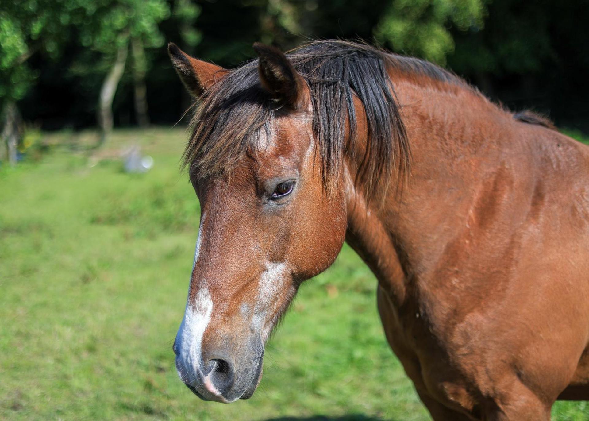 Rathescar Grove Guest House