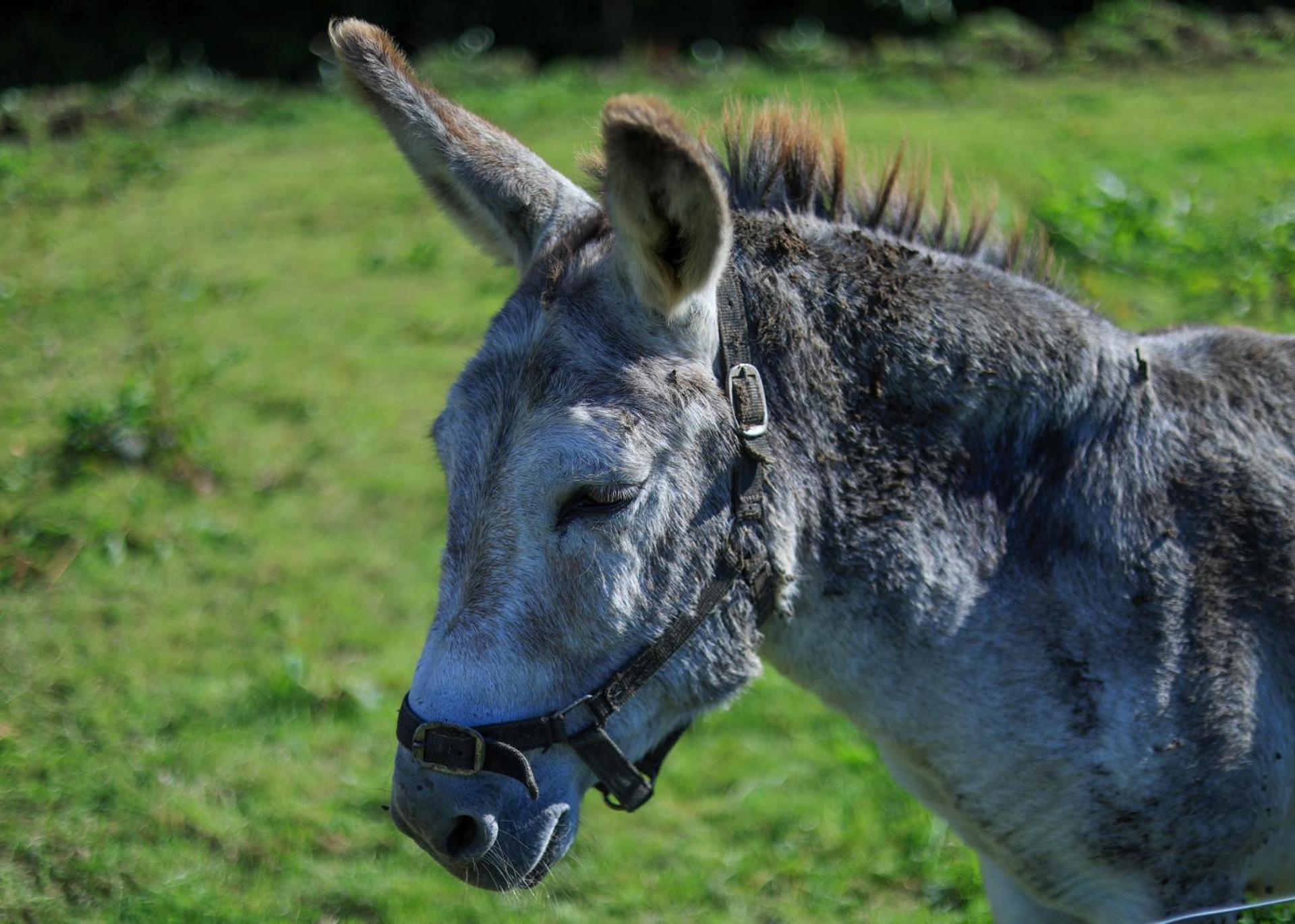 Rathescar Grove Guest House