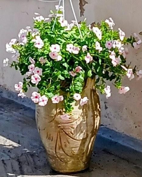 the panoramic terrace of Fiore Pelli