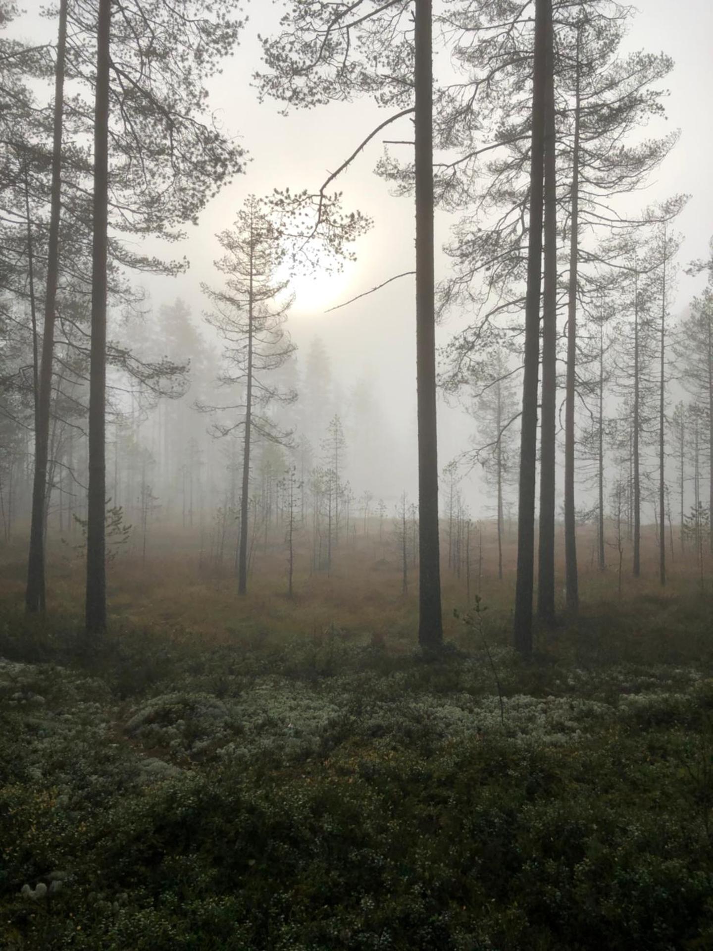 Joutiaisentie H 44 Sunset apartment