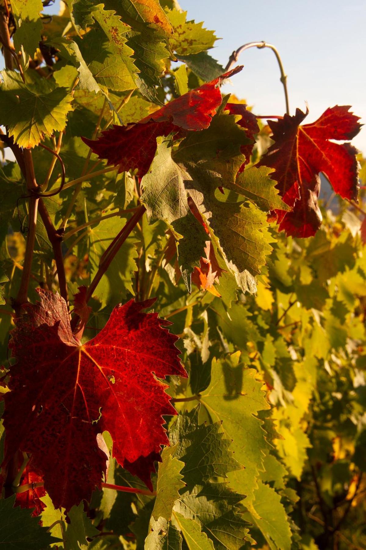 ROSSO DEL CHIANTI al CENTRO STORICO 1