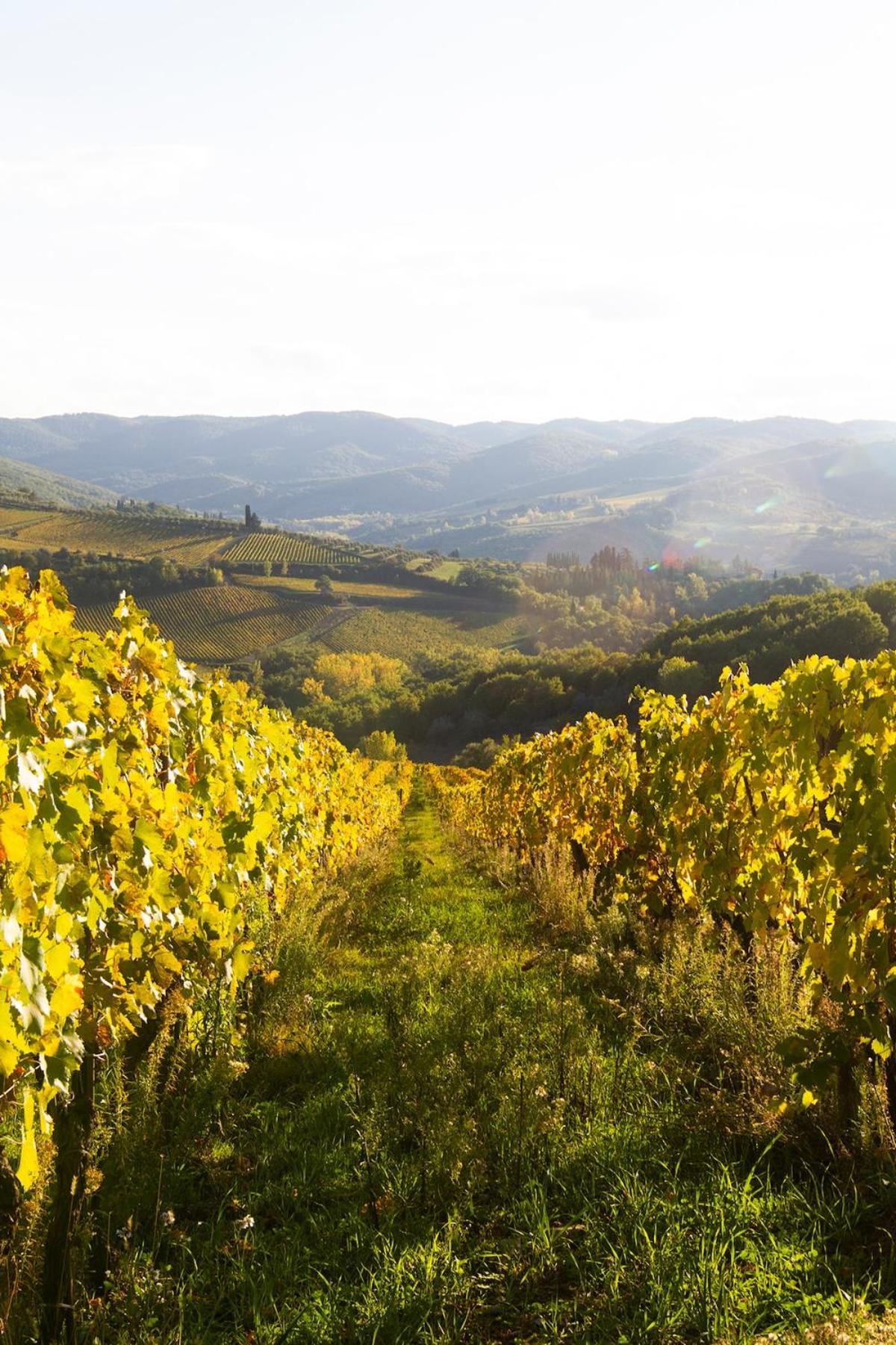 ROSSO DEL CHIANTI al CENTRO STORICO 2