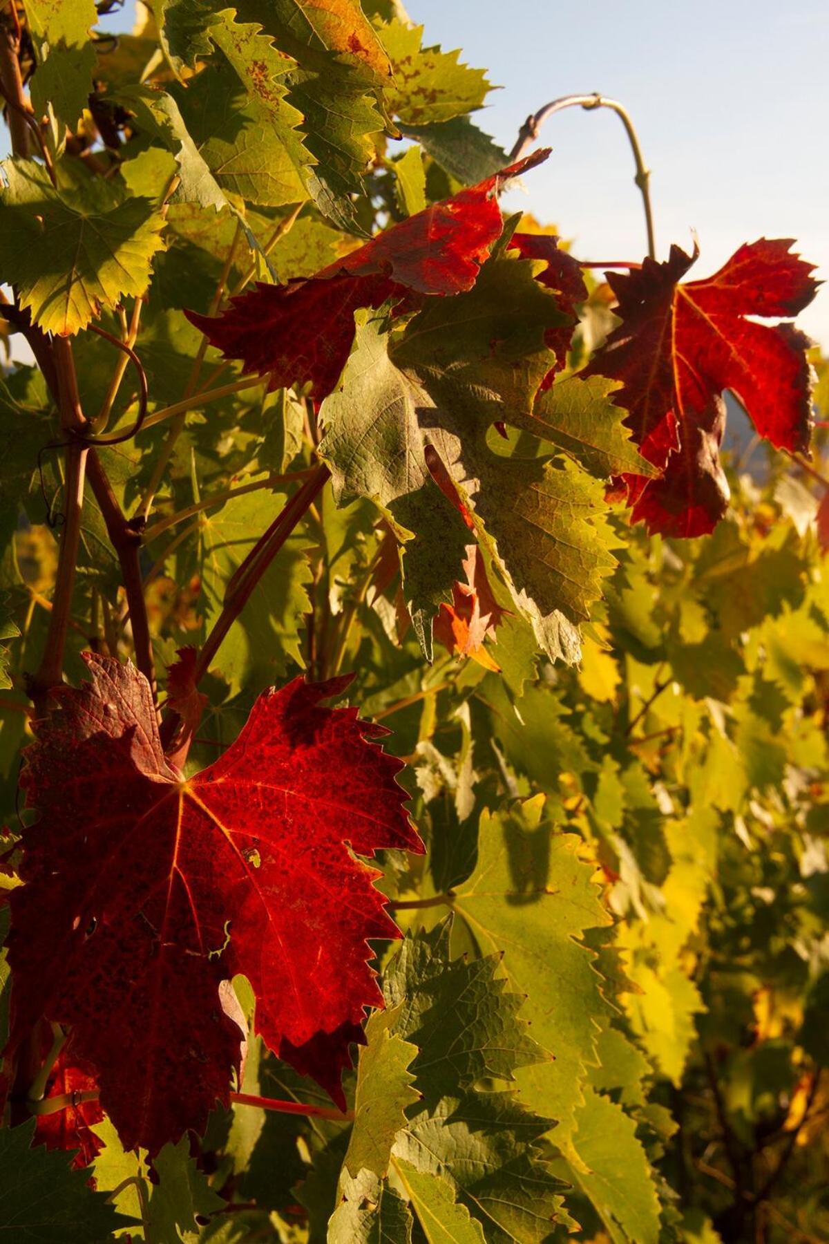ROSSO DEL CHIANTI al CENTRO STORICO 2