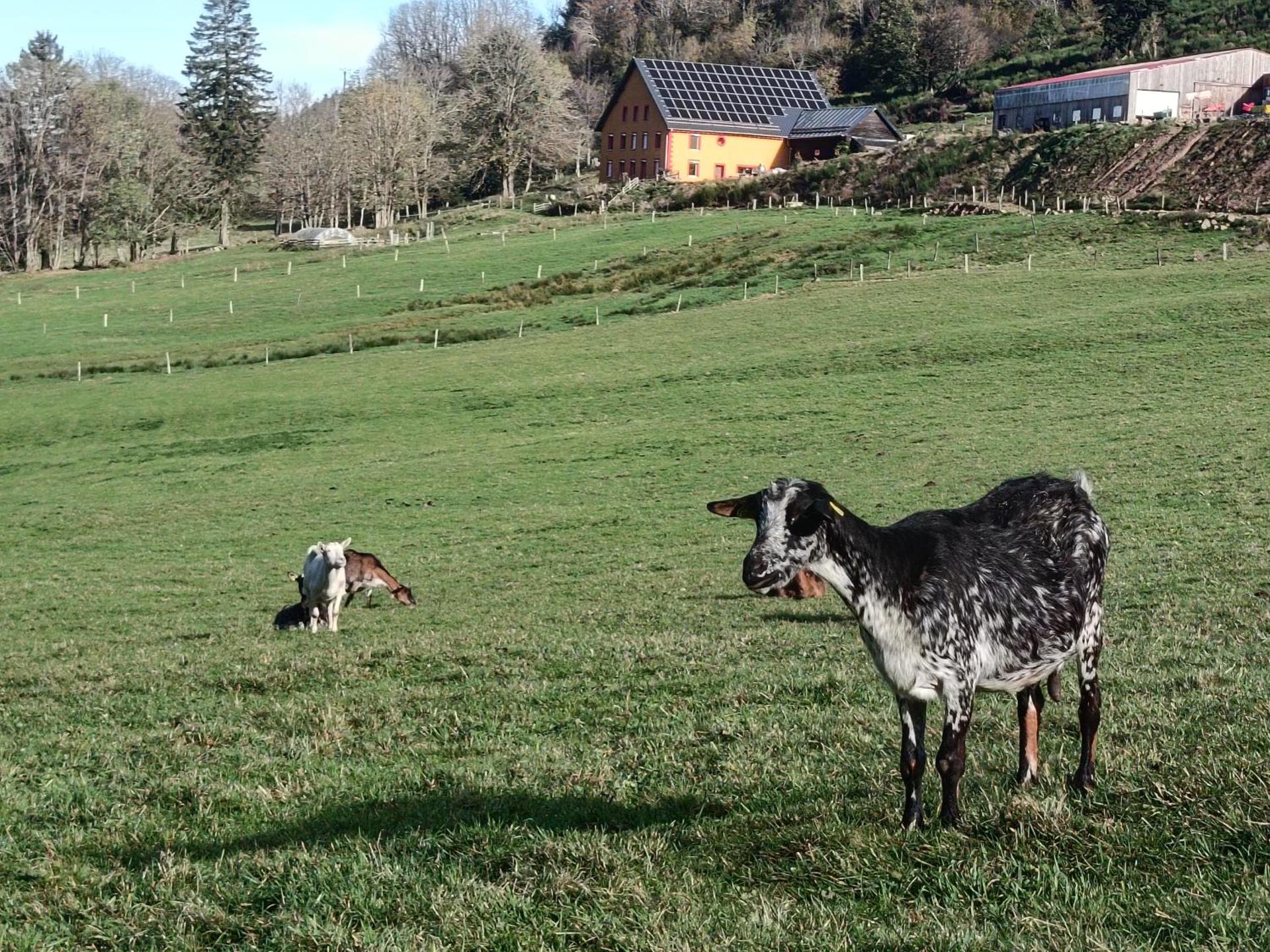 Tiny house à la ferme