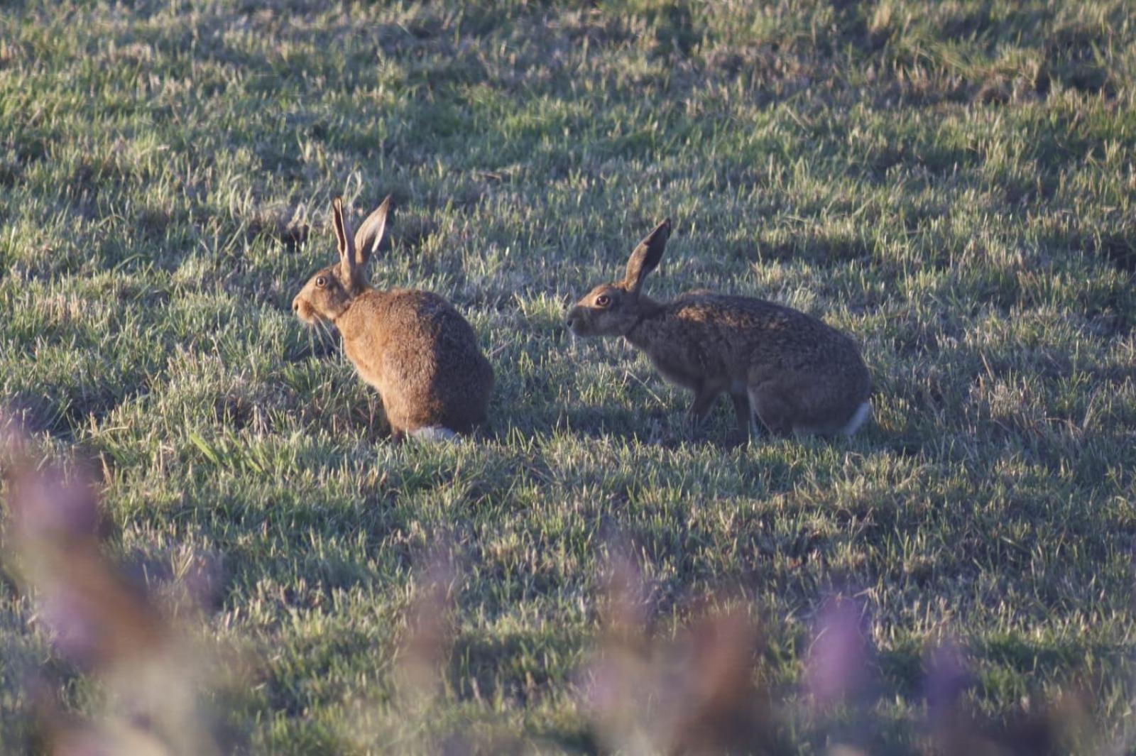 Romantic Country Cottage with Private Hot Tub