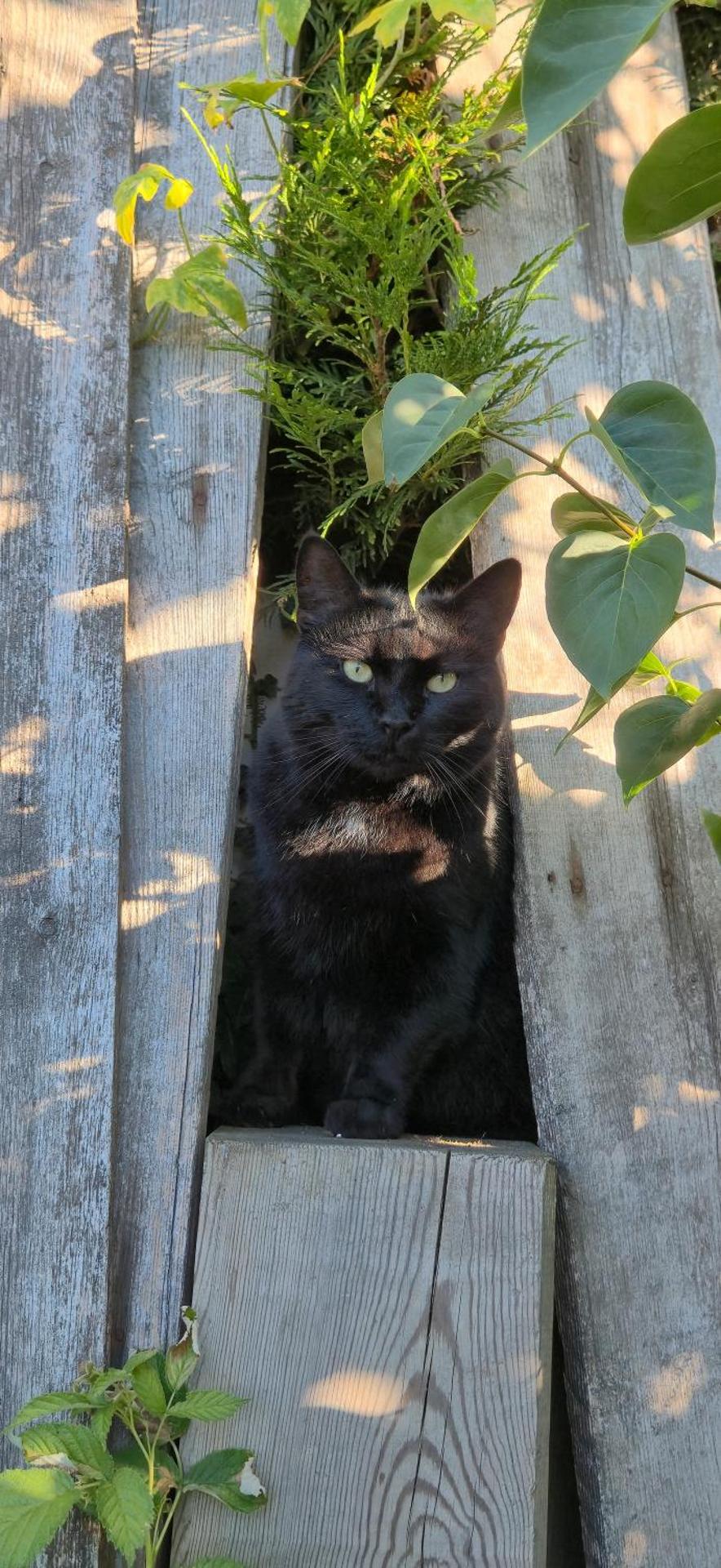 Chambre d'hôte - La Maison Verte