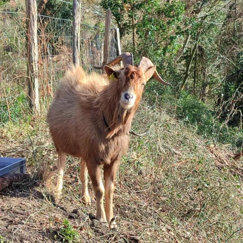 ELEXBURU LANDA Apartamentos Turisticos Rurales
